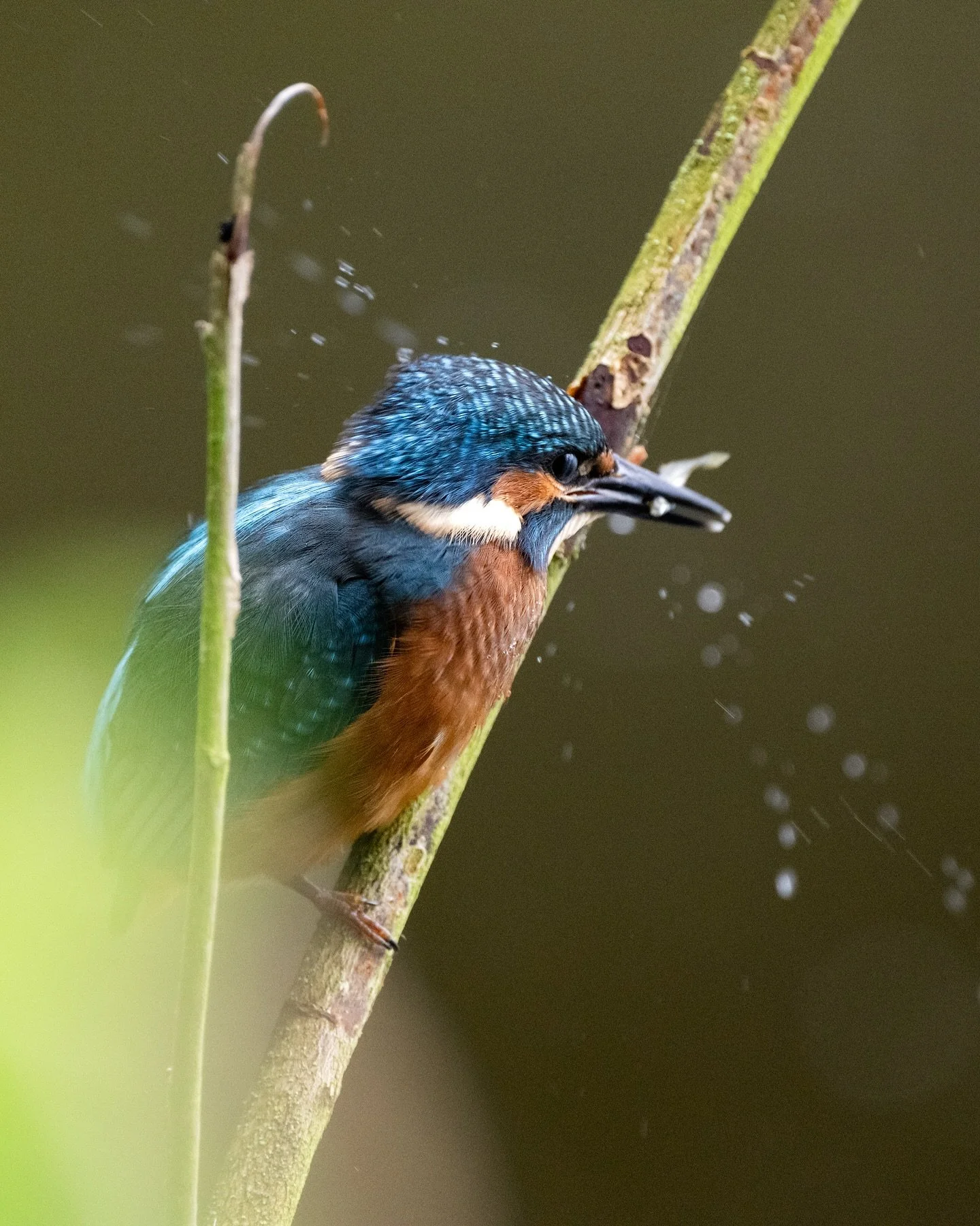 Yesterday I revisited a spot I&rsquo;ve tried a few times now to see kingfishers at (and had no luck those days despite putting in lots of hours) - but this time despite the heavy rainfall, two kingfishers spent over 3 hours in front of the hide, com