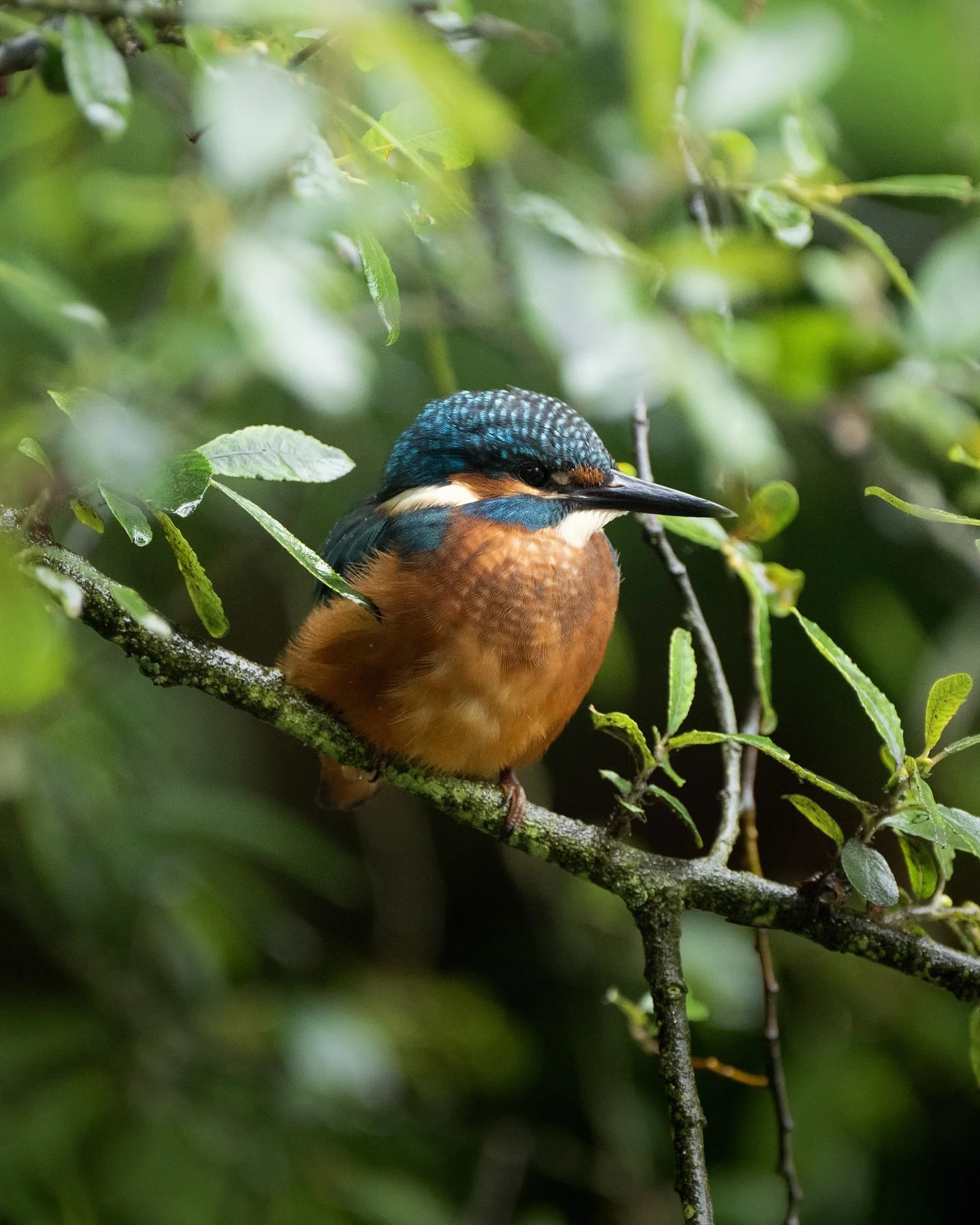 I hope you&rsquo;re not bored of Kingfishers yet! I have a reel left in me still but otherwise this will be the last one for a while I think 😅

@naturescot @rspb.scotland @rspb #kingfisher #birdphotograph&yacute; #nature #naturephotography #wildlife