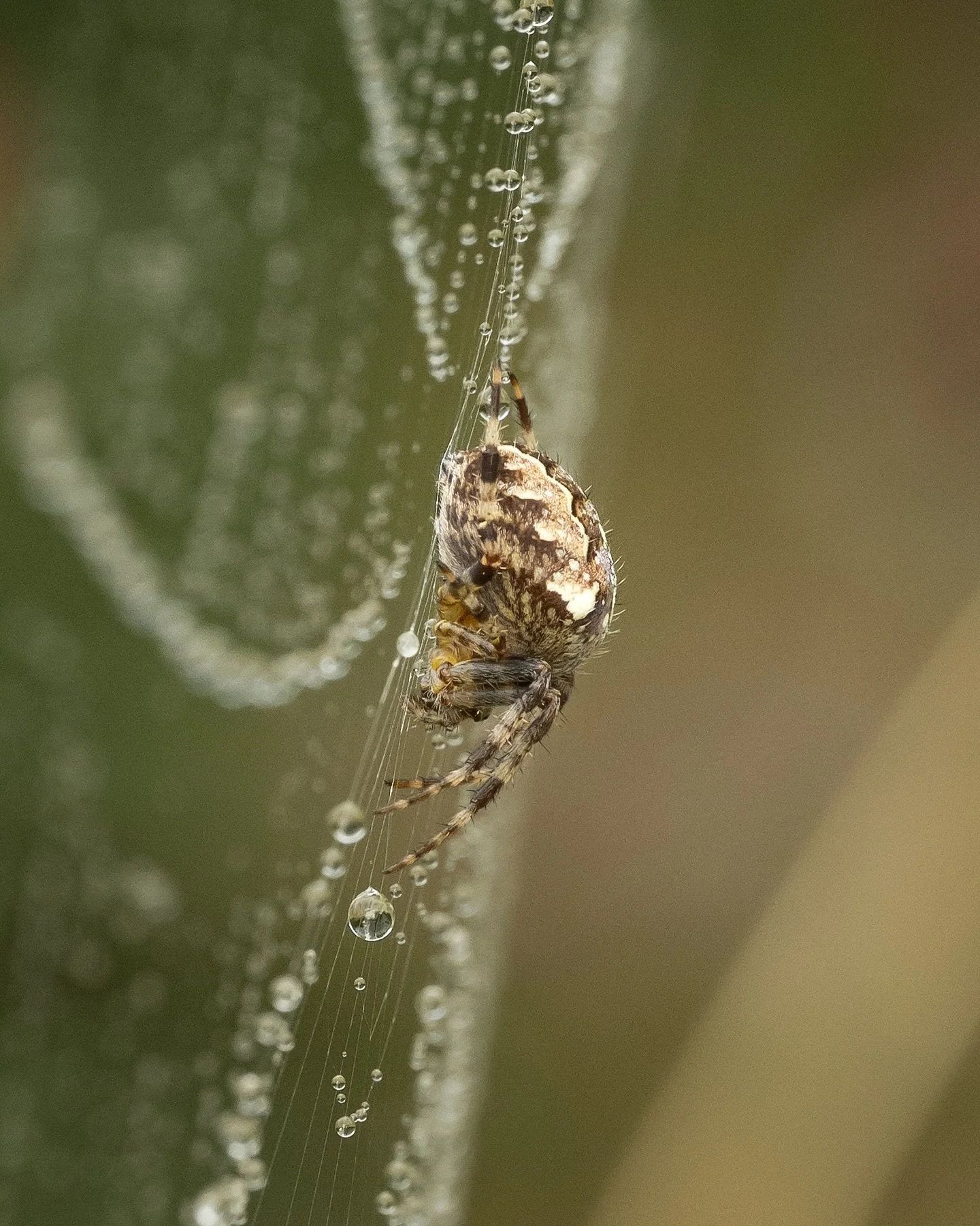 Dew drops on spider webs by our pond. It&rsquo;s an incredible spot for them and the autumn shows them up clearly as sparkling droplets of water lace their webs.This one&rsquo;s back from the earliest days of autumn when the leaves were still on the 