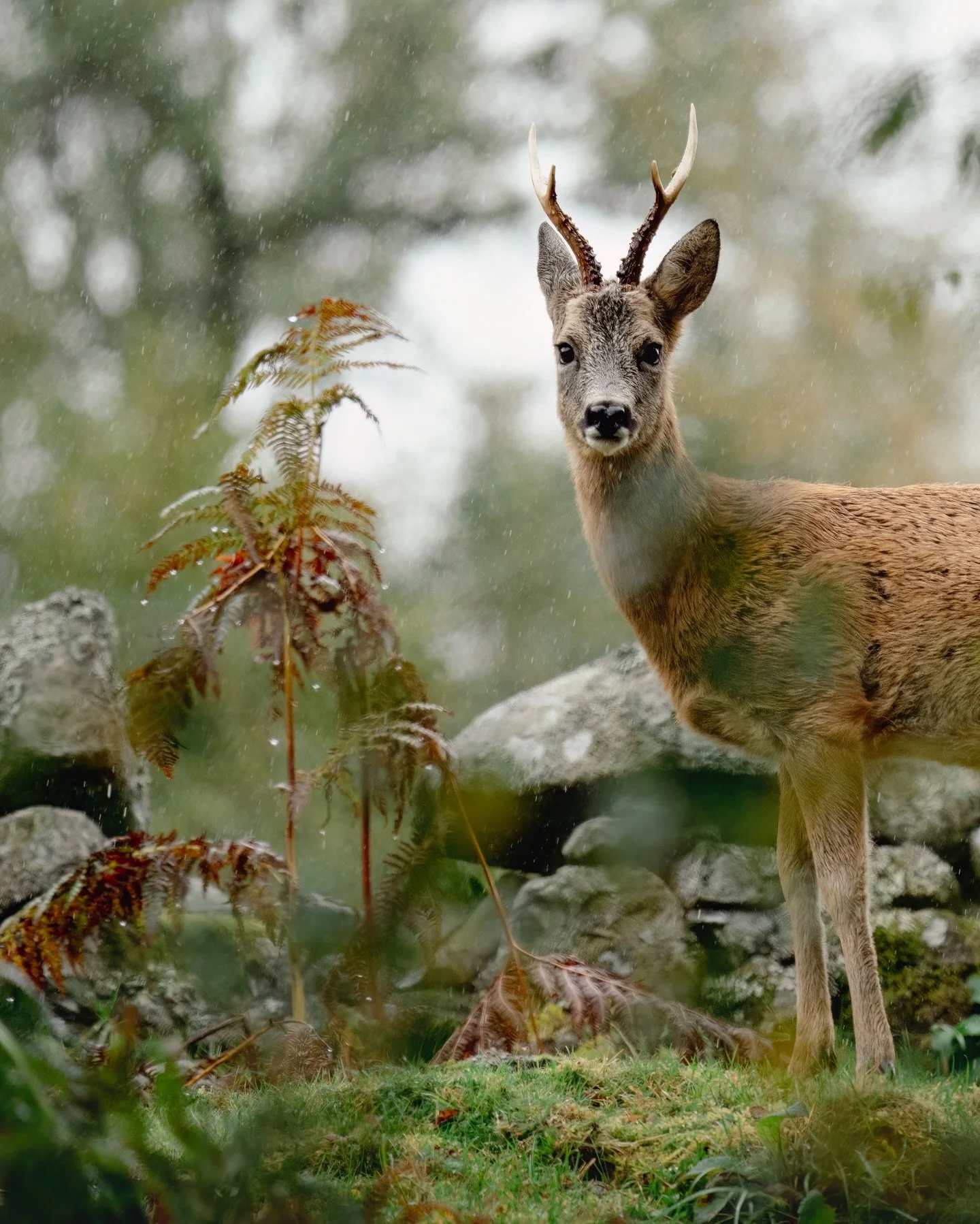 Roe deer on a rainy autumn day. Taken from my car window hide on one of those days where you just go for a drive and get lucky. This one glanced my way briefly before melting into the foliage.

#naturephotography #roedeer #scotland #wildlife #nature