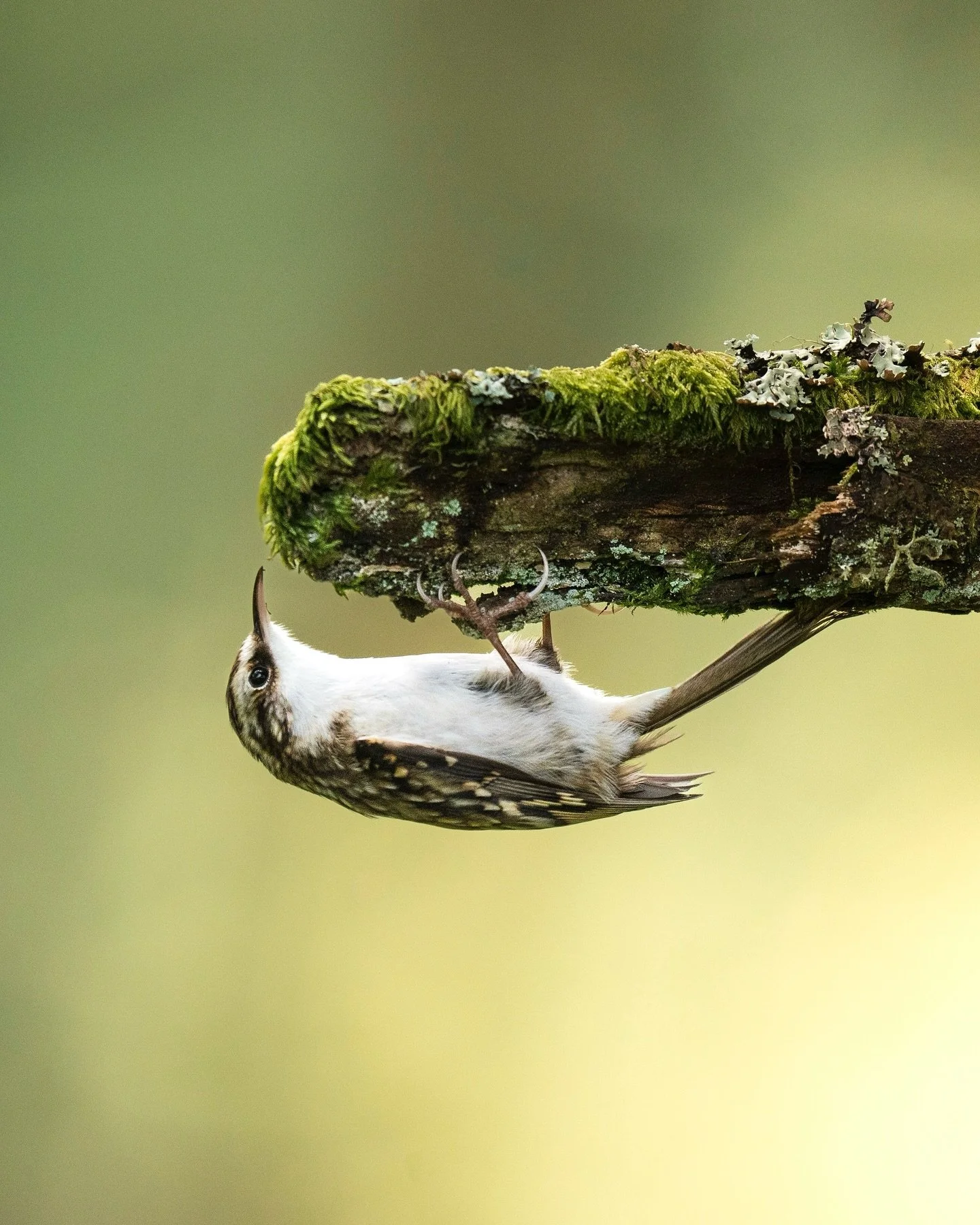 watching the treecreepers forage has always been a pleasure as they make their way up and under the trunks and branches of the forest, their near perfect camouflage masking them from danger and blending so well with the trunks.

#treecreeper #scotlan