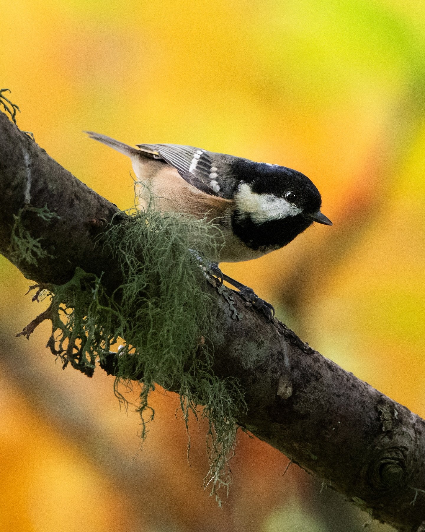 Such vivid autumn colours in the garden at the moment. Some brave coal tits who don&rsquo;t mind my presence, coming and going from the feeders. I&rsquo;m hoping the winds don&rsquo;t blow too many leaves down and there&rsquo;s still time to admire t