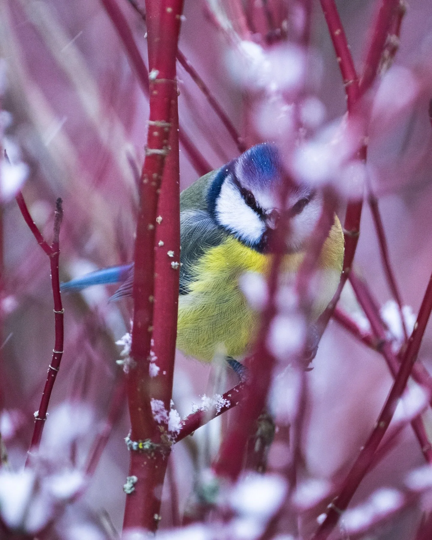 Happy New Year everyone! Hope you all had a good end to 2025 and are looking forward to a new year with 2026.

Today after a few months off looking after a new member of the family, I finally set some time aside to get out in the Tragopan V7 for a br