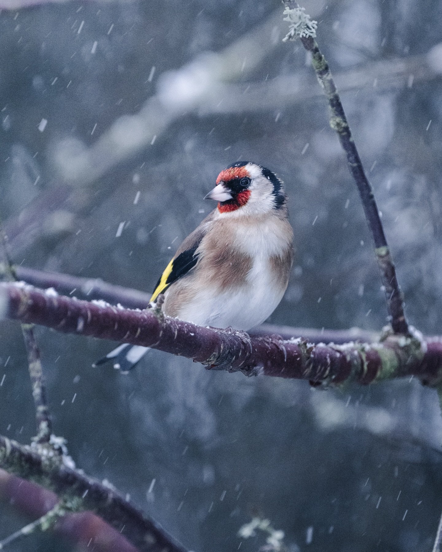 Goldfinch during a flurry of snow. Getting toward the end of the day, the light fading fast and colour draining from the moment, but those bright feathers still singing against the monochromatic cool hues.

#goldfinch #snow #winter #scotland #wildlif