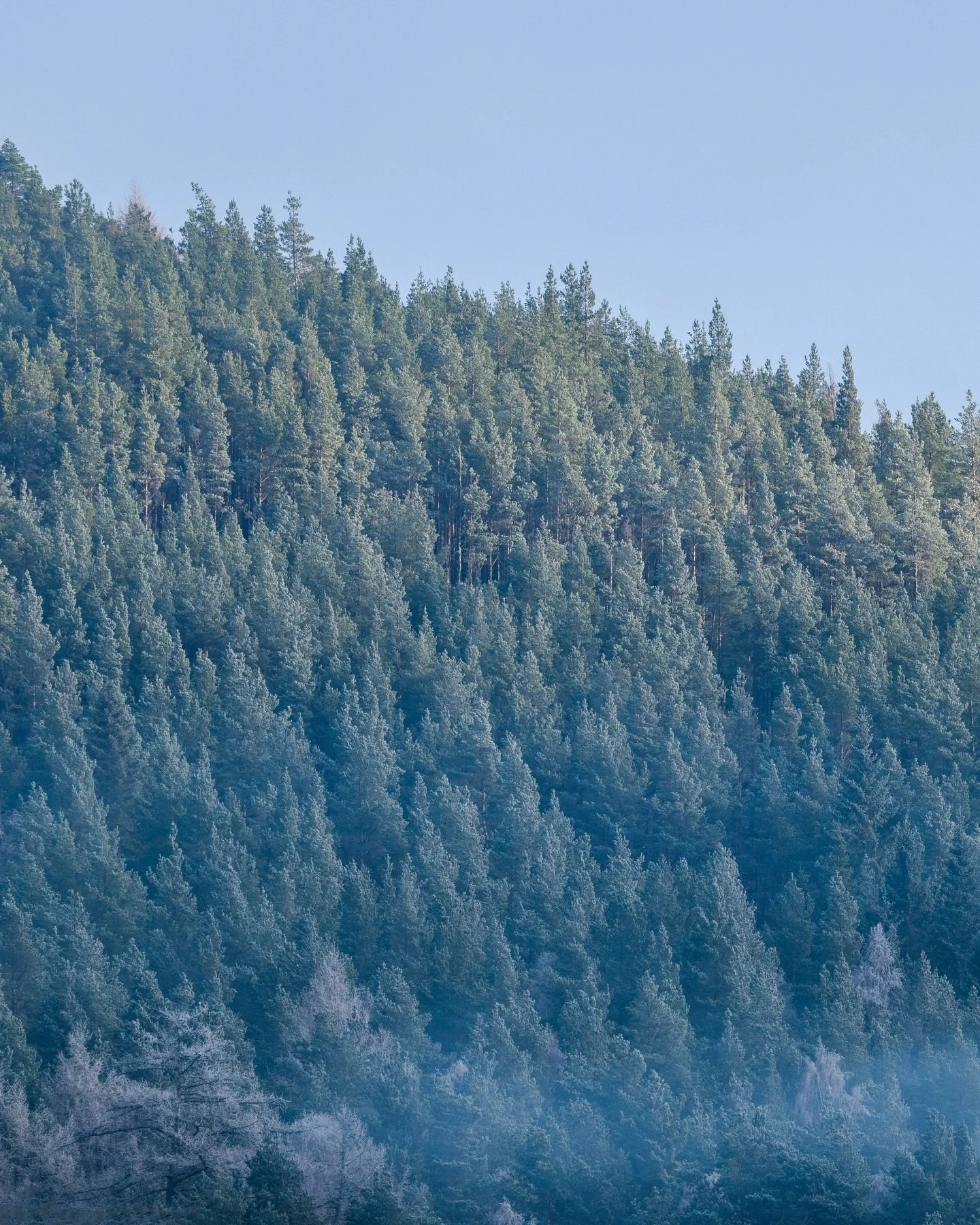 Frosty forest textures from over the Christmas period. Swipe along to see the full pano. This day was bitterly cold.

#pano #braemar #scotland #landscapephotography #winter