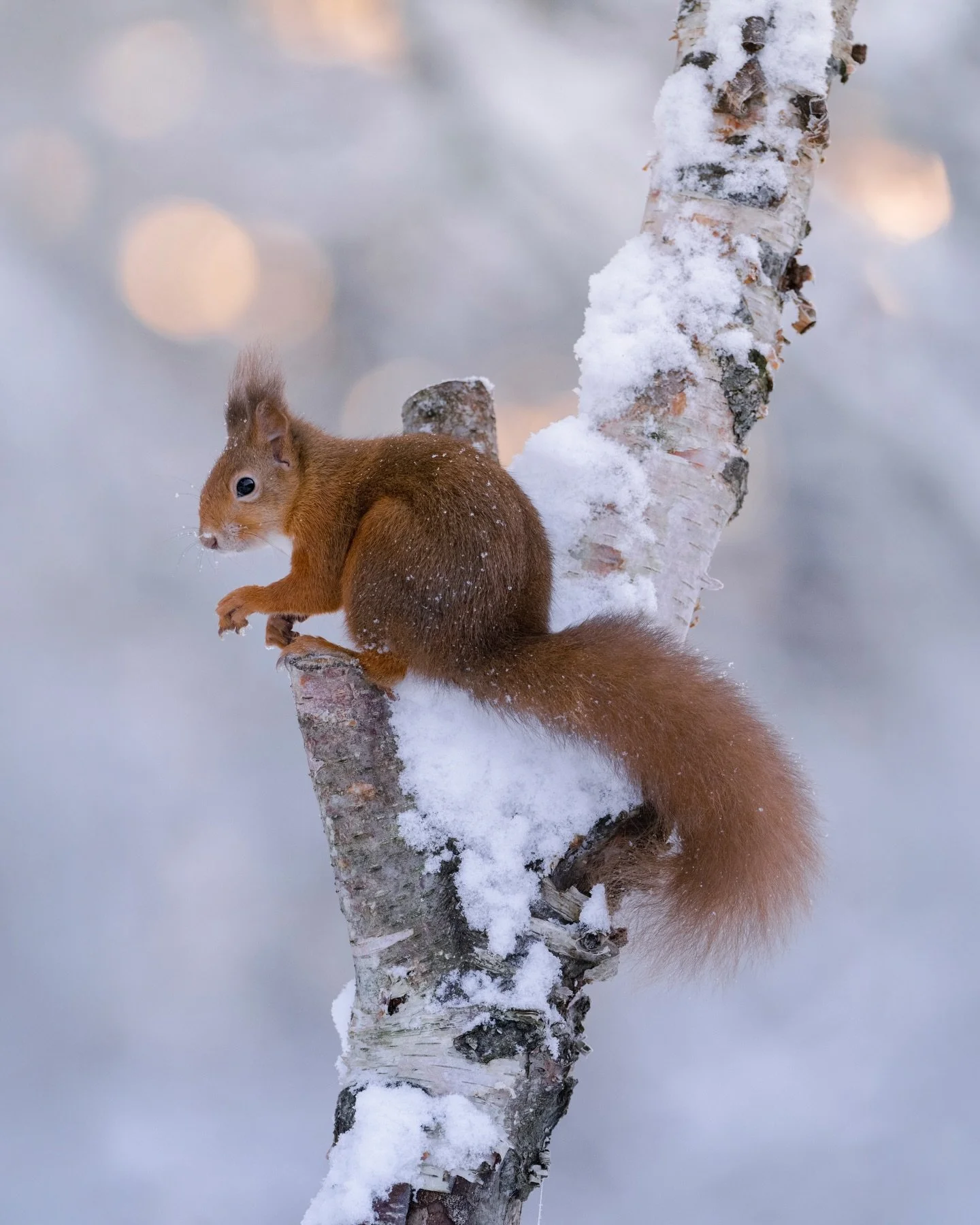 It&rsquo;s red squirrel appreciation day today! A day to celebrate these cheeky little critters and raise awareness of their plight and the conservation to make sure they continue to have a home.

I was reading this morning that 250,000 have been rep