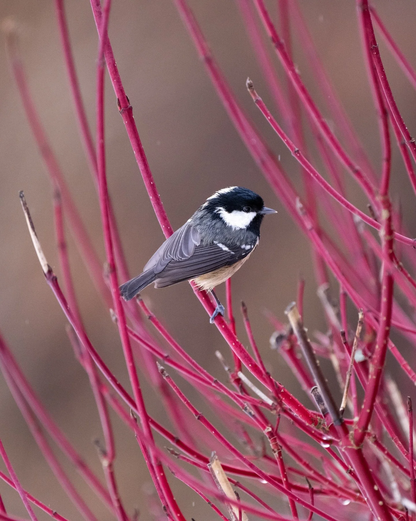 Coal tits in the vivid branches of a large Dogwood we have in the garden. Back when we had snow on the ground rather than this endless rain. I&rsquo;m really happy with that first shot in particular with a lovely combo of colours and nice sharp detai