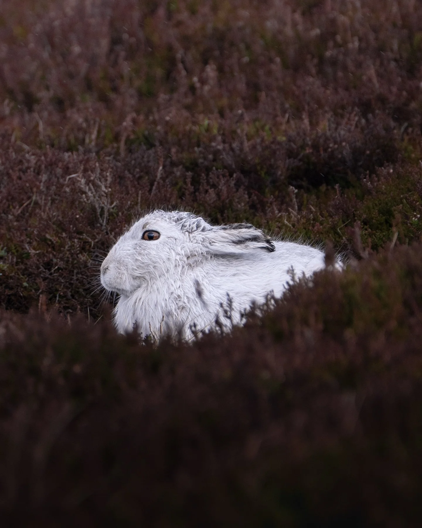 It was so nice to get back out on the hill yesterday after a long time too busy with other priorities. A biting wind and squalls rolling through the glen made for a few hours of bracing Scottish weather, the kind that makes you feel alive and rejuven