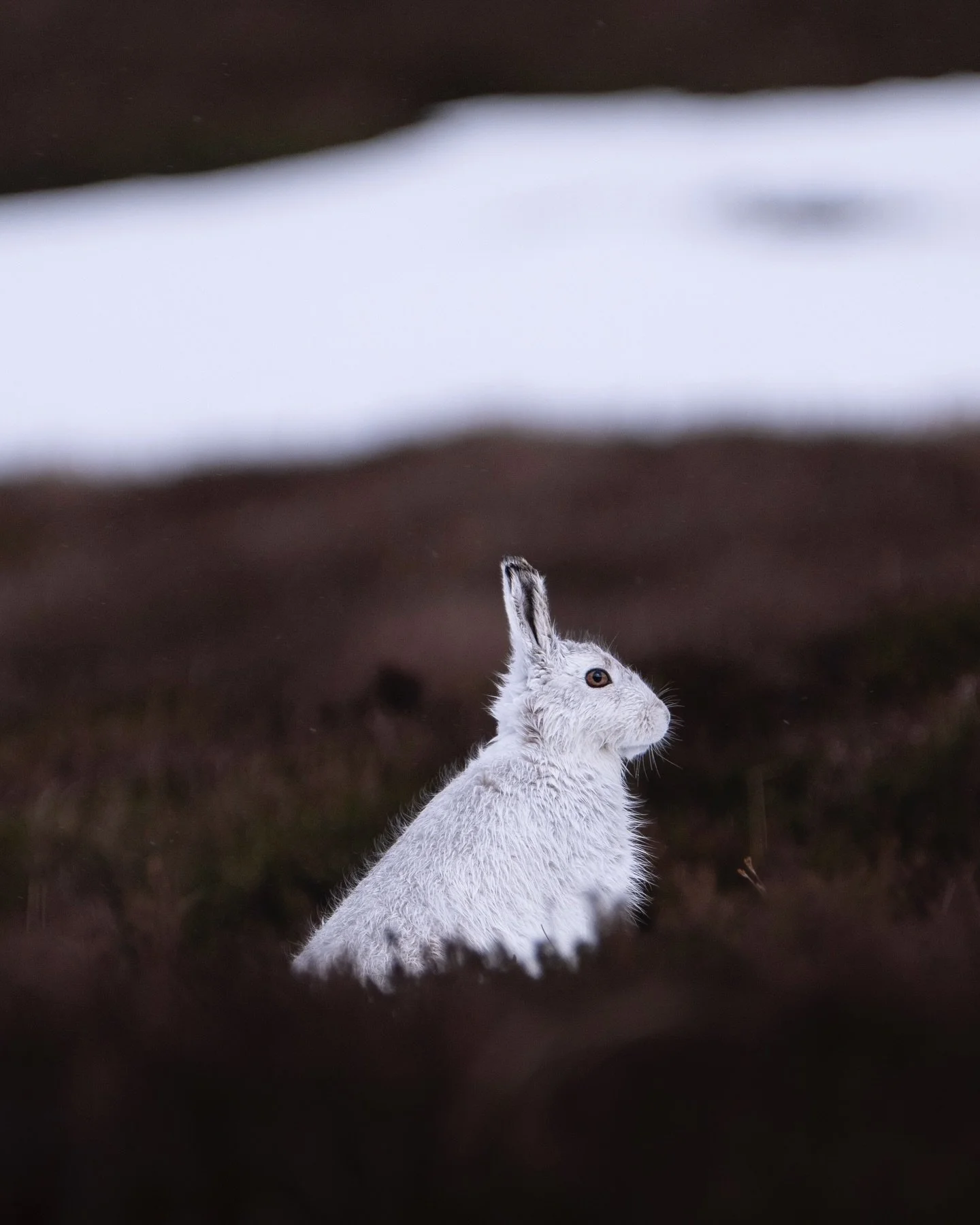 Alert and watching, always watching, and ready to move, springing into action, racing up the hillside and away. A couple more from a fleeting few hours on the hill Sunday morning. Hopefully I can find a few more hours before the season ends and the s