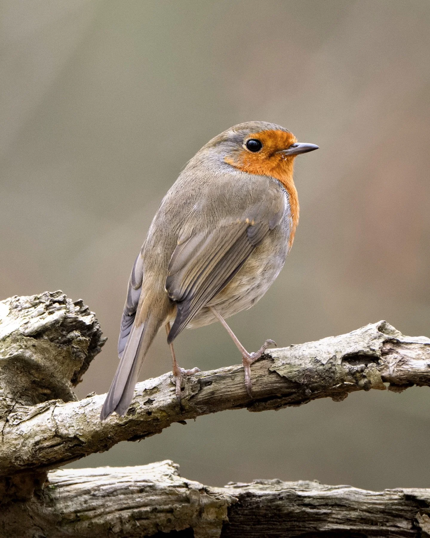 The first shoots were beginning to push through the earth at Kinclaven and for much of our walk we were shadowed by robins, singing in the bracken and gnarled fallen skeletons of old trees. This one was particularly obliging, posing on the dead trunk