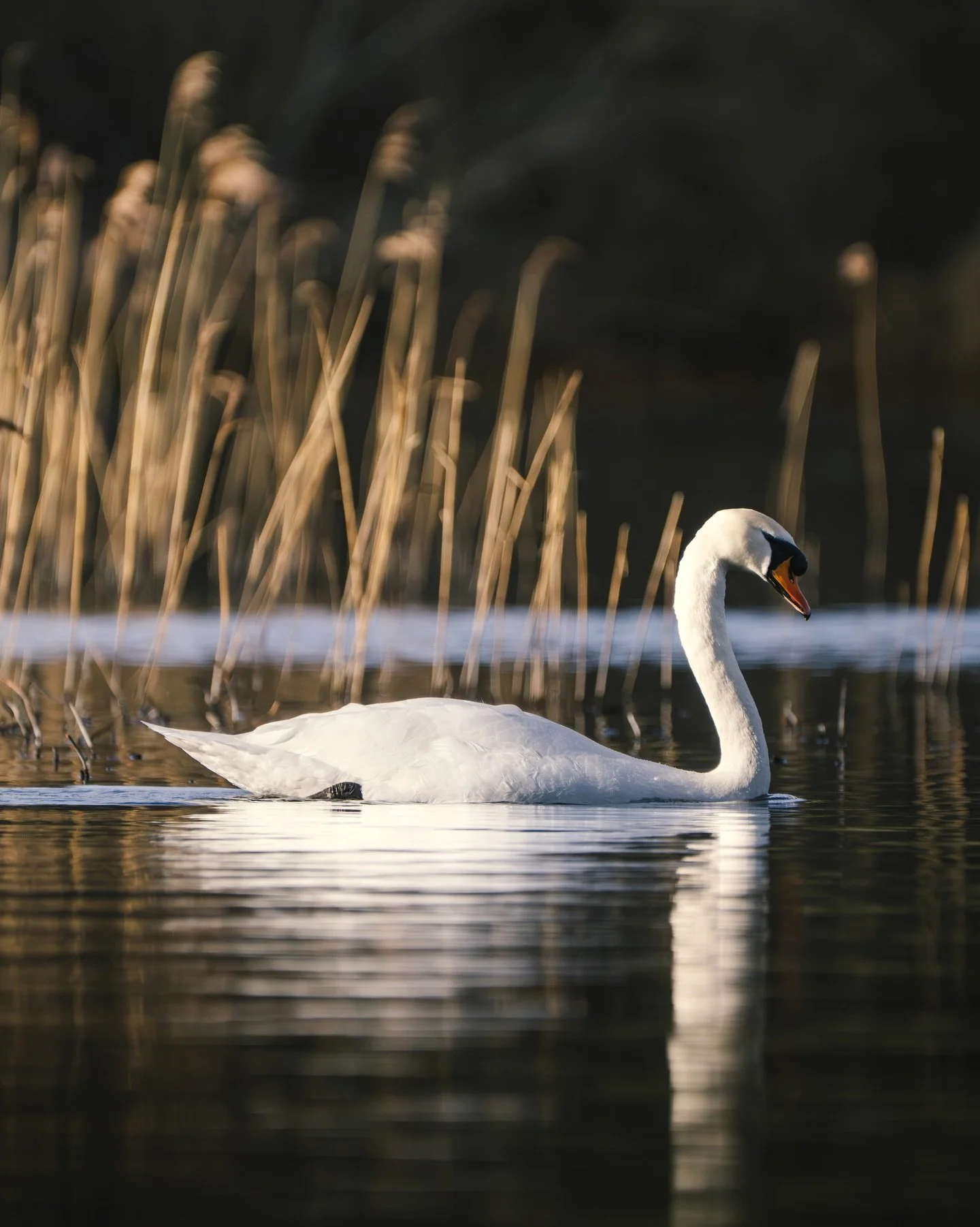 I&rsquo;ve been going back through hard drives and clearing out hundreds of images I never got round to pruning and finding some lovely images hidden away that I never got to. I often find after a days shooting I&rsquo;ll forget about images or not s