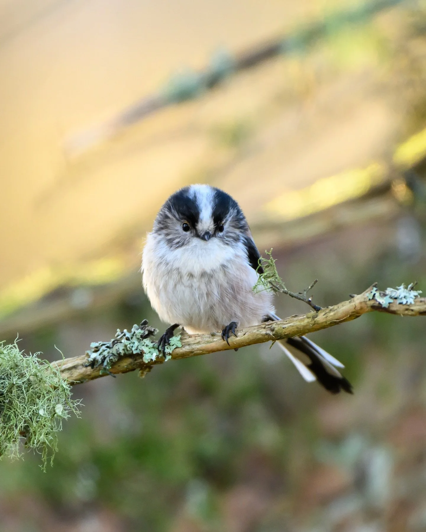 Always one of my favourite visitors to our garden, the long-tailed tit. A little ball of fluff with a very cute face. They tend to roam as a group as well, so where&rsquo;s there&rsquo;s one, there&rsquo;s often more to follow. 

#longtailedtit #bird