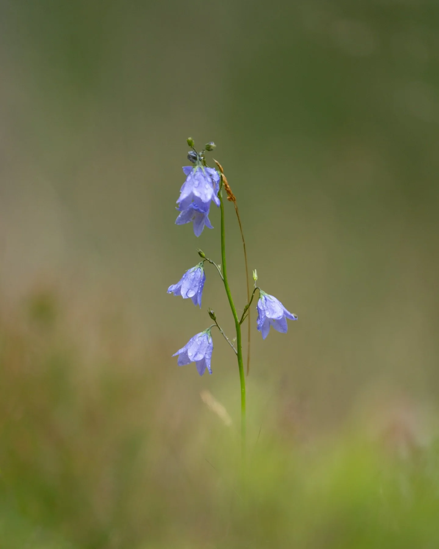 Harebells coated with rain droplets from summer last year. I&rsquo;ve been diving through my hard drives lately sorting, deleting and editing a building back log of images and preparing the good ones for stock uploads or potential prints. It feels li