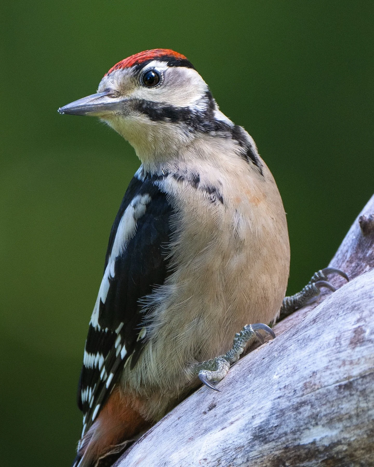 Greater spotted woodpecker from last summer. I&rsquo;m looking forward to the backdrops turning those leafy summer green hues in the next month or so and those longer evenings drawing out for plenty of time in the hide. 

#greaterspottedwoodpecker #b