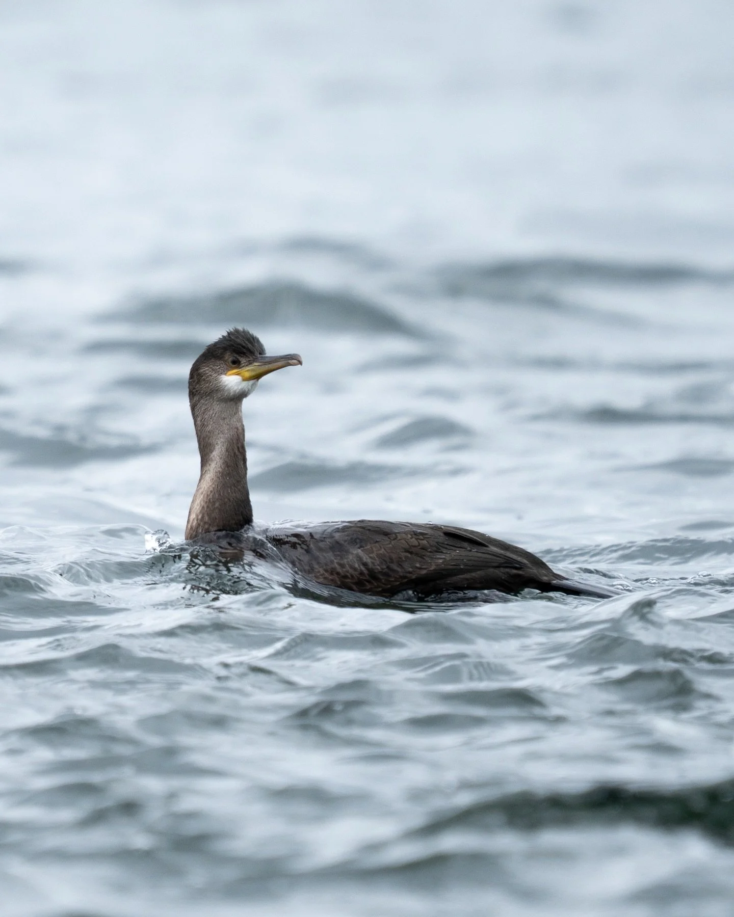 A cormorant sailing by on the waves. Love watching these guys fish. Always slightly wild and prehistoric looking.

#cormorant #wildlife #nature #scotland #birdphotograph&yacute;