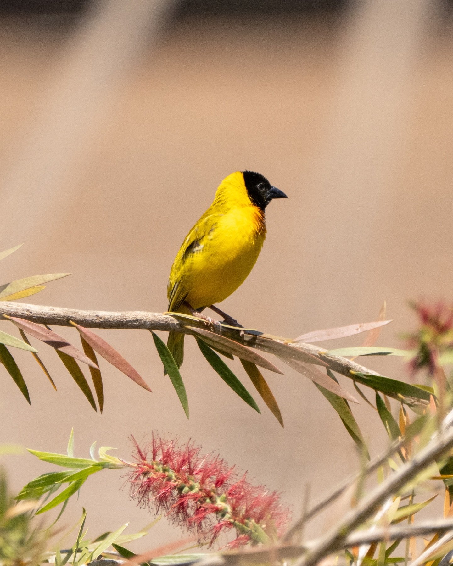 A Black-headed weaver between runs to gather building materials for the nest. I&rsquo;m on a family holiday at the moment but couldn&rsquo;t resist bringing my camera. I&rsquo;ll absolutely be coming back here on a dedicated photography trip at some 