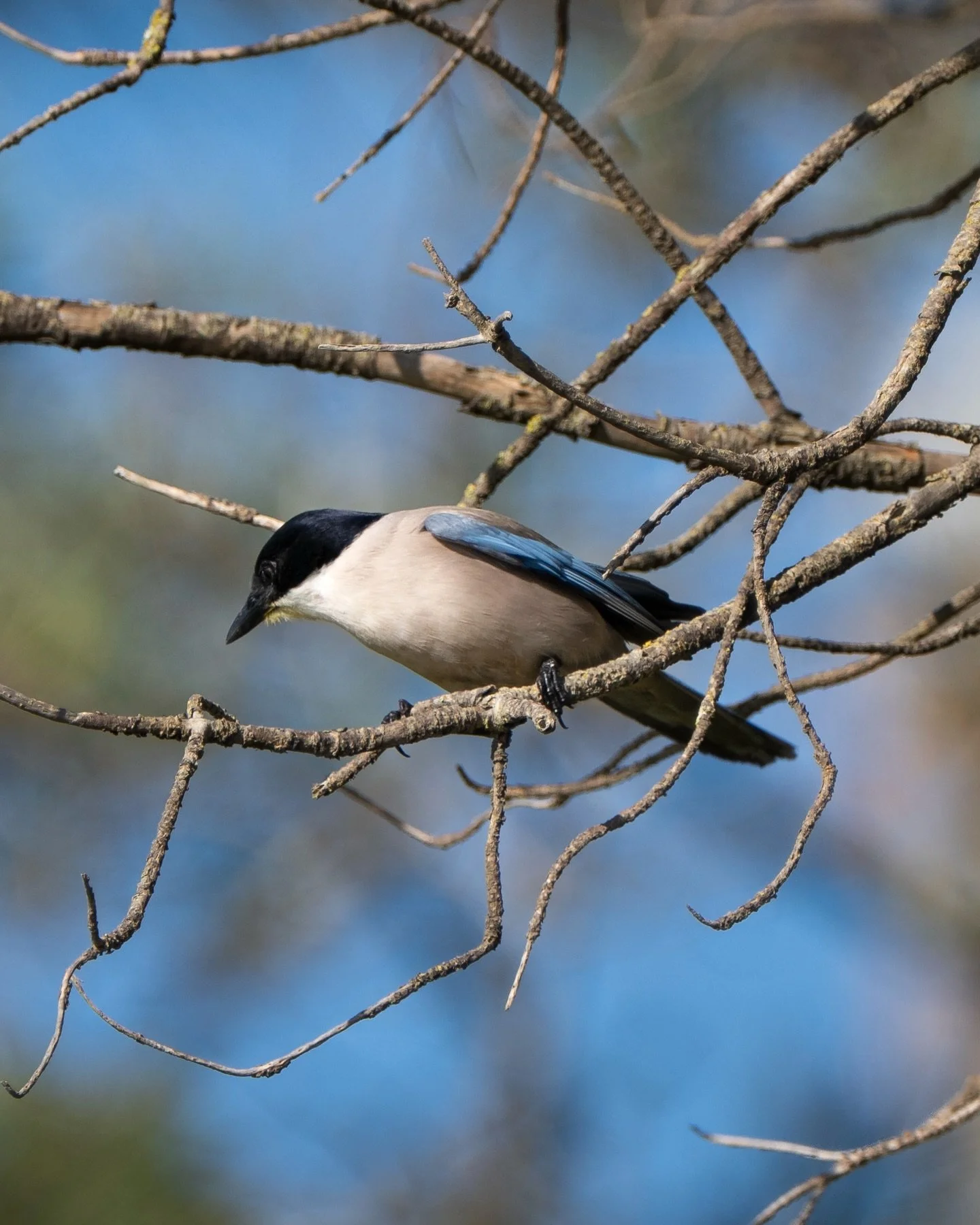 Azure-winged Magpie. These beautiful birds are everywhere here and I&rsquo;m absolutely in love with the blue of their feathers. I&rsquo;m hoping to get some better shots before we leave, but these will have to do for now!

#azurewingedmagpie #portug