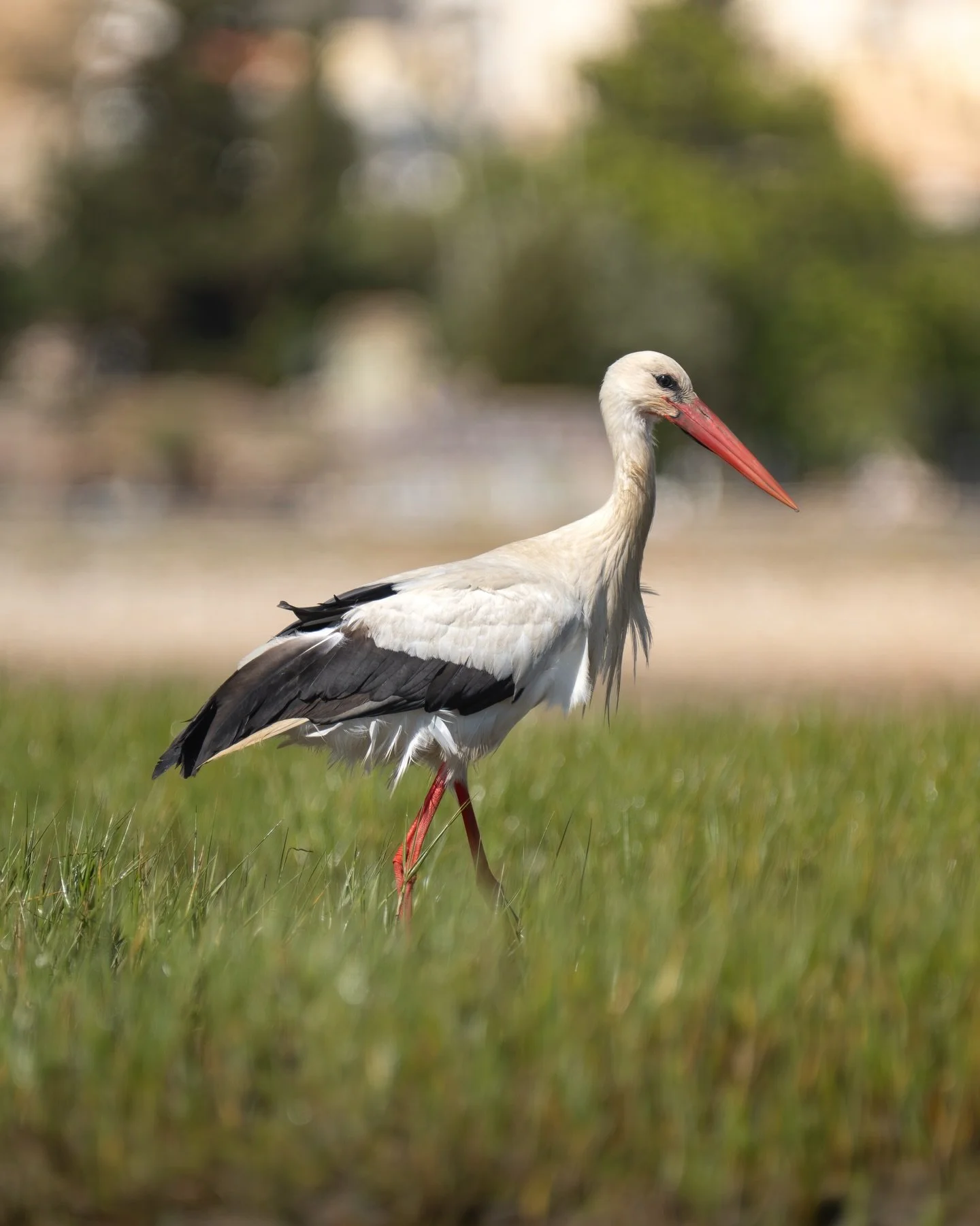 White storks on the Ria Formosa against the backdrop of Faro. It&rsquo;s fantastic seeing these birds so close and out hunting for food amongst the winding waterways of the wetlands. 

Thanks @lands.pt for a fantastic tour!

#portugal #whitestork #wi