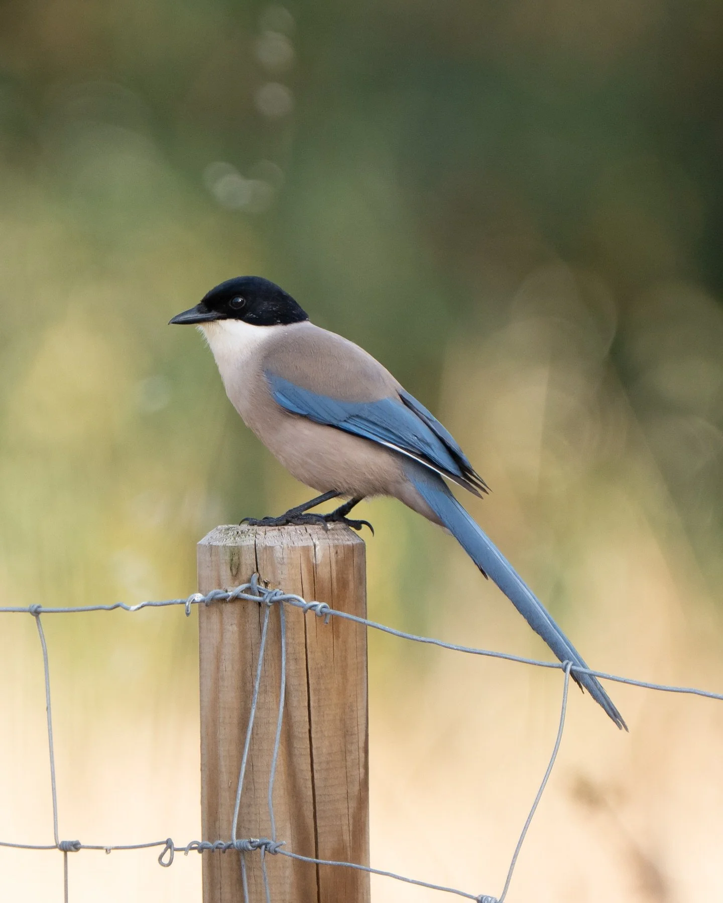 Very glad I took my 180-600 on the family holiday to the Algarve. I managed a few trips out and was chasing a decent image of the Azure winged magpie all week. This was my favourite, caught in the evening light at the edge of a field. 👌

#azurewinge