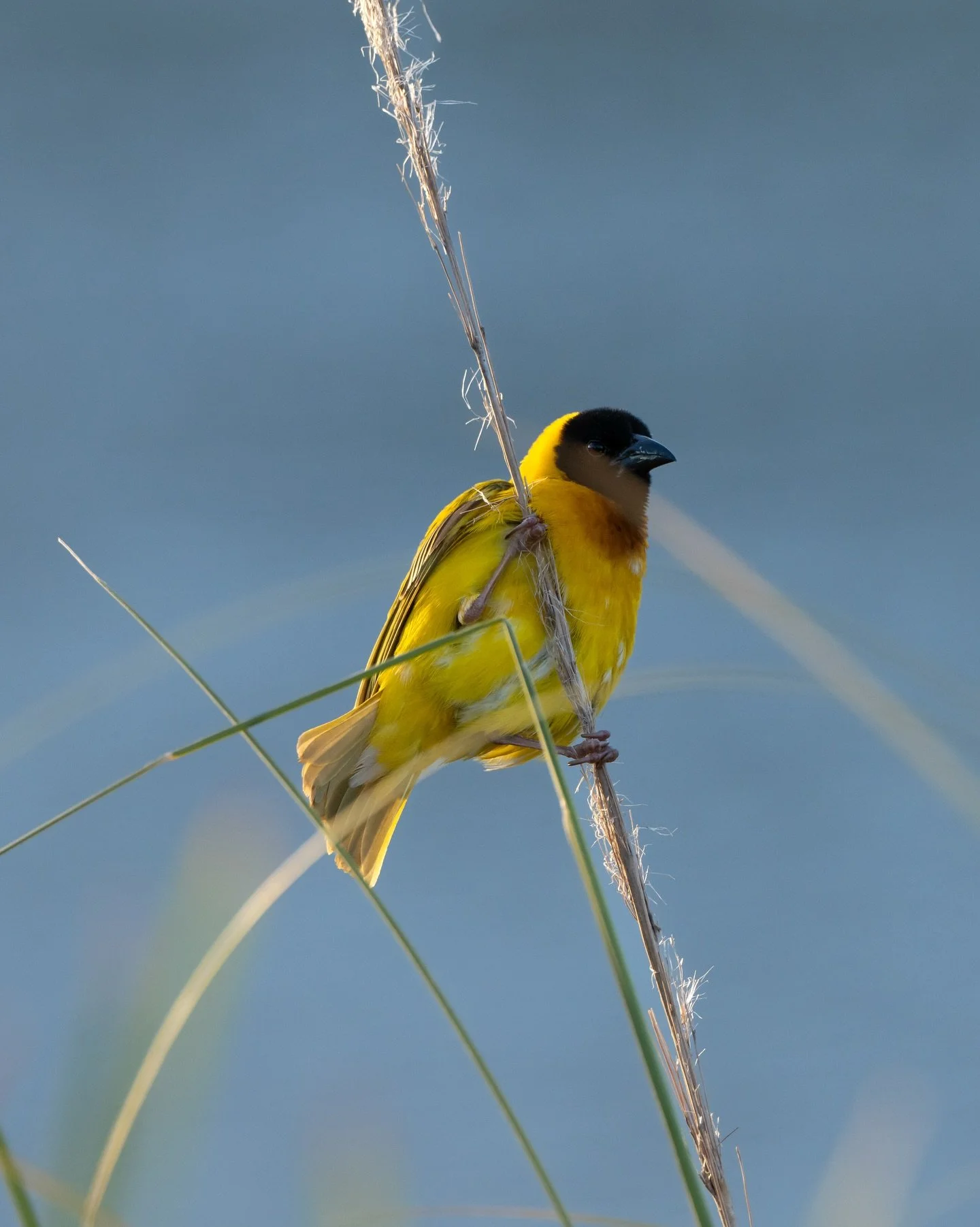 Black-headed weaver caught in the evening light. I was just beginning to walk back to the car when this little guy alighted just in front of me and let me grab a few frames before darting off back into the reeds. I couldn&rsquo;t believe how close he