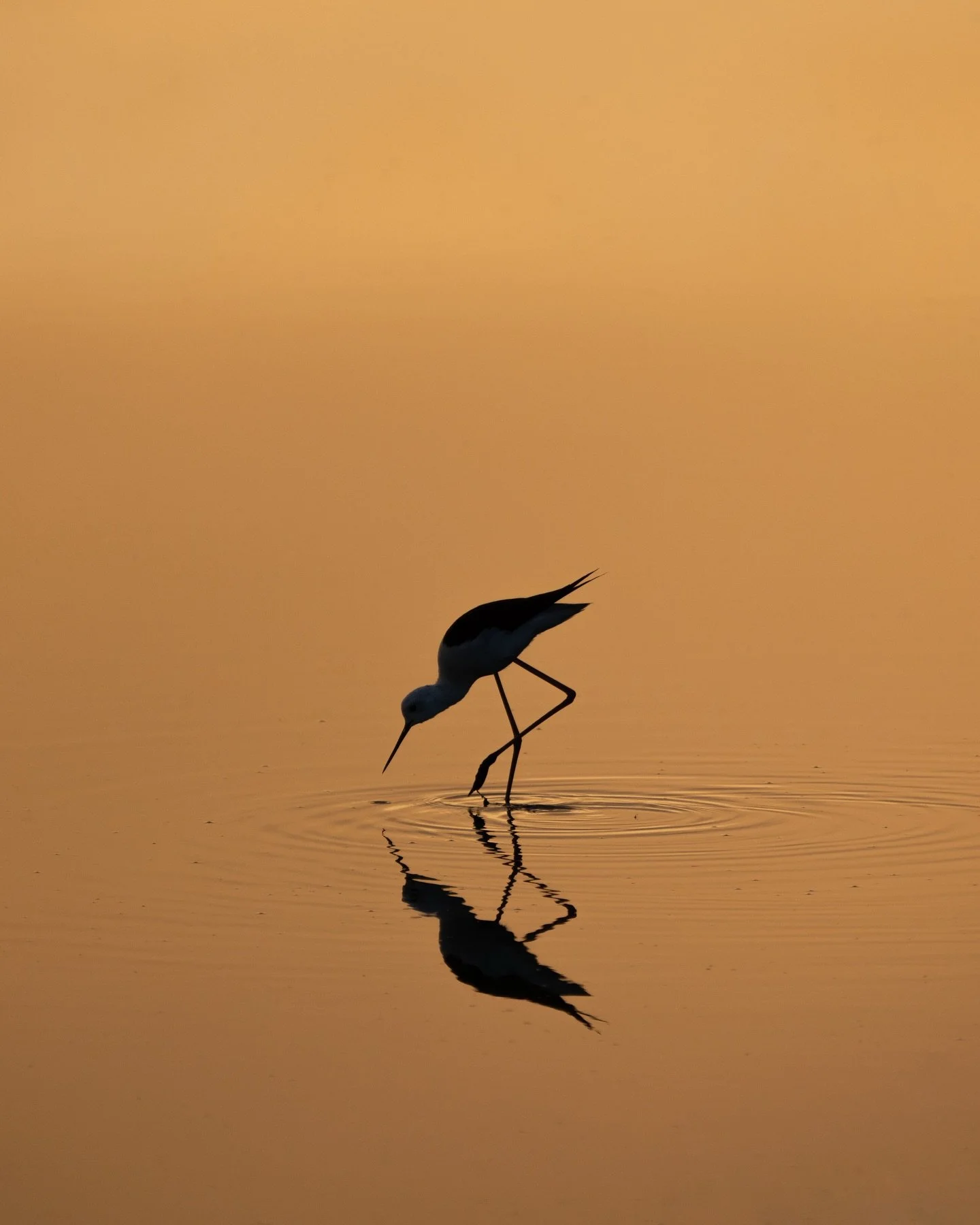 On our last morning I headed out at sunrise for a walk to the salt pans to try and find the flamingos. The sun was just cresting the horizon and suddenly the nearby pools of water were ablaze with burning orange hues silhouetting a group of Black-win