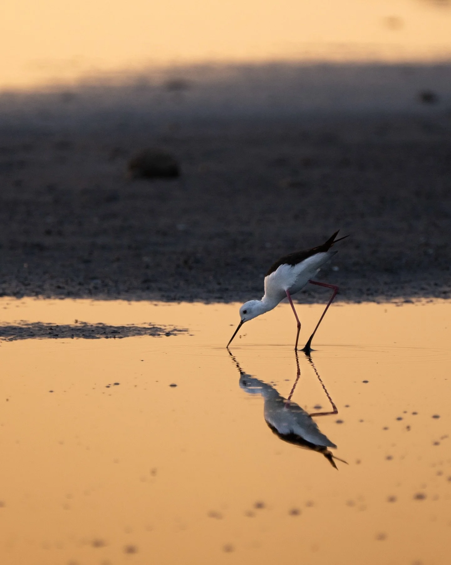 Another in that beautiful dawn light as the sun broke the horizon and set the water ablaze. This Black-winged Stilt, one of many, picking its way through the salty water searching for food almost silhouetted against the light. What a beautiful mornin