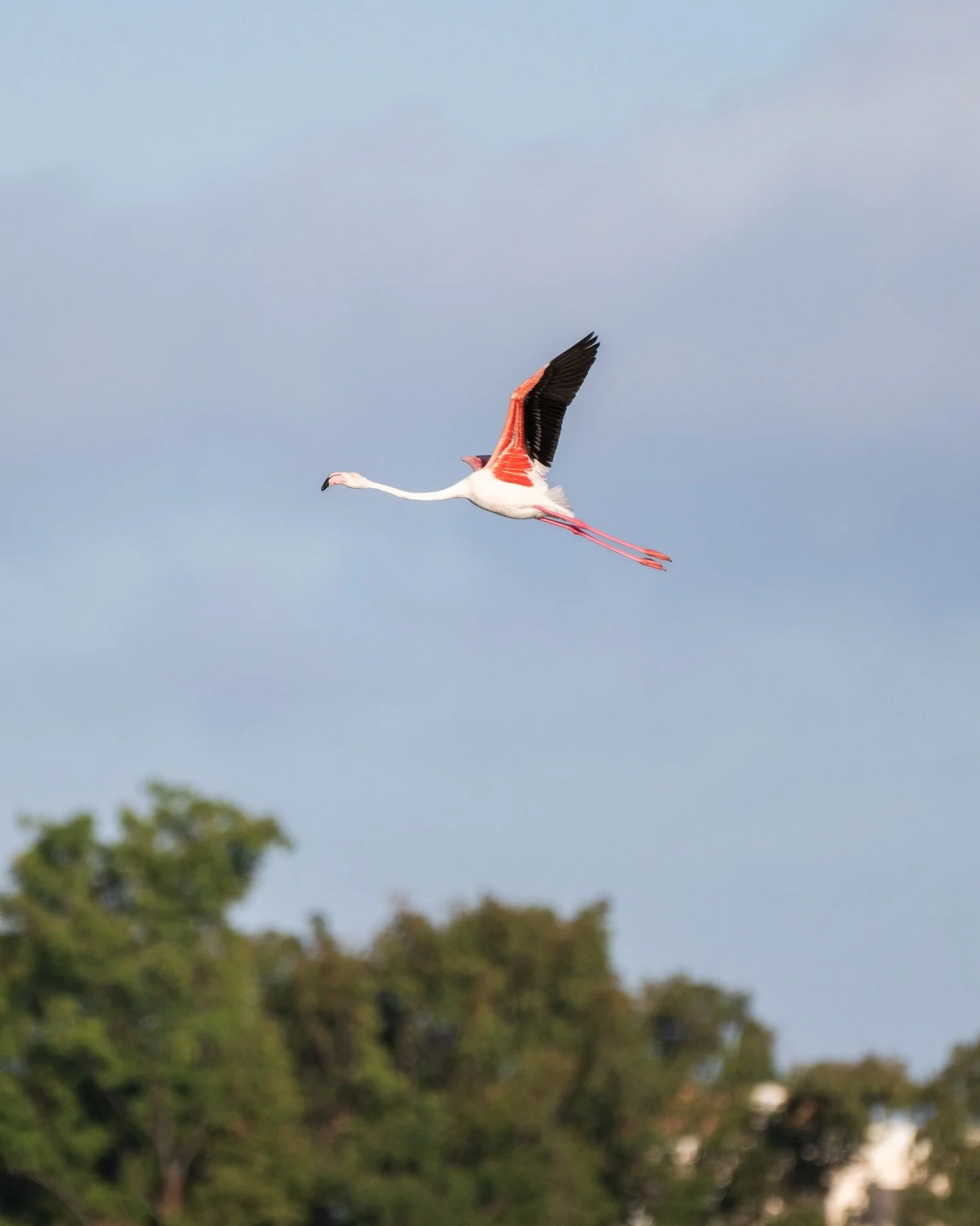 Greater Flamingos 🦩 hanging out in and around the salt pans just outside Faro. Fantastic seeing these beautiful birds in the flesh, their pink feathers and legs showing strong when airborne in particular. 

I was pretty happy to catch these guys tow