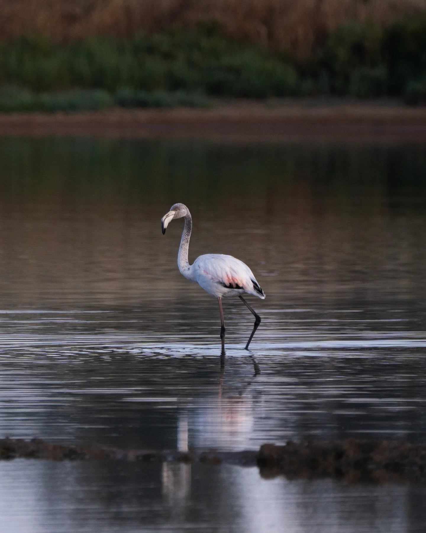 Loved capturing a few of that classic flamingo 🦩 pose. 

Greater Flamingos as the salt pans just outside of Faro. Their beautiful figure set against the morning light as it began to rise higher in the sky and the temperature began to soar.

#portuga