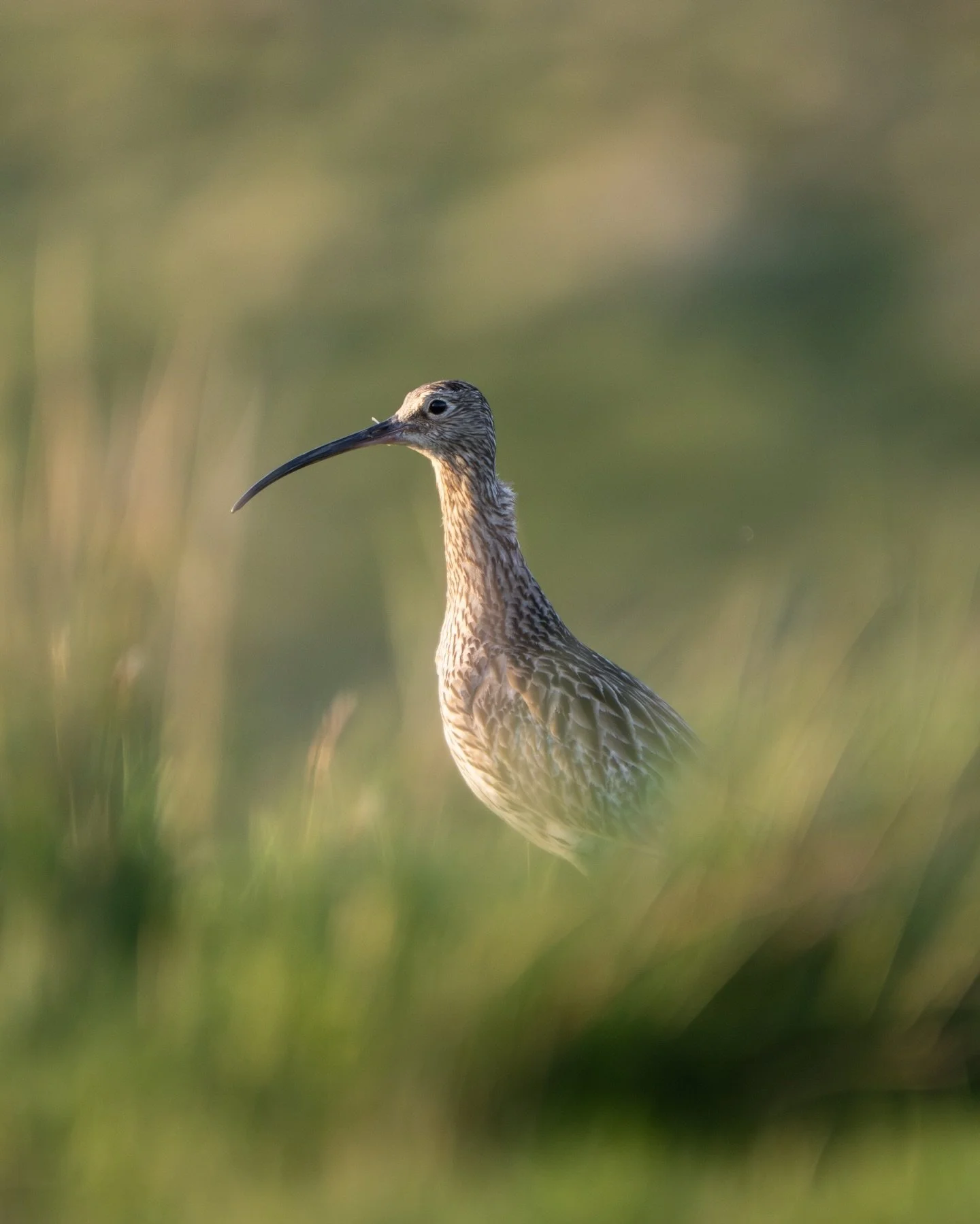 Curlew in the golden light of evening up on the hill. The light last night was beautiful and not a breath of wind after the heat of the day. It was one of those late spring evenings when everything feels still, calm and cool as the sun lowers toward 