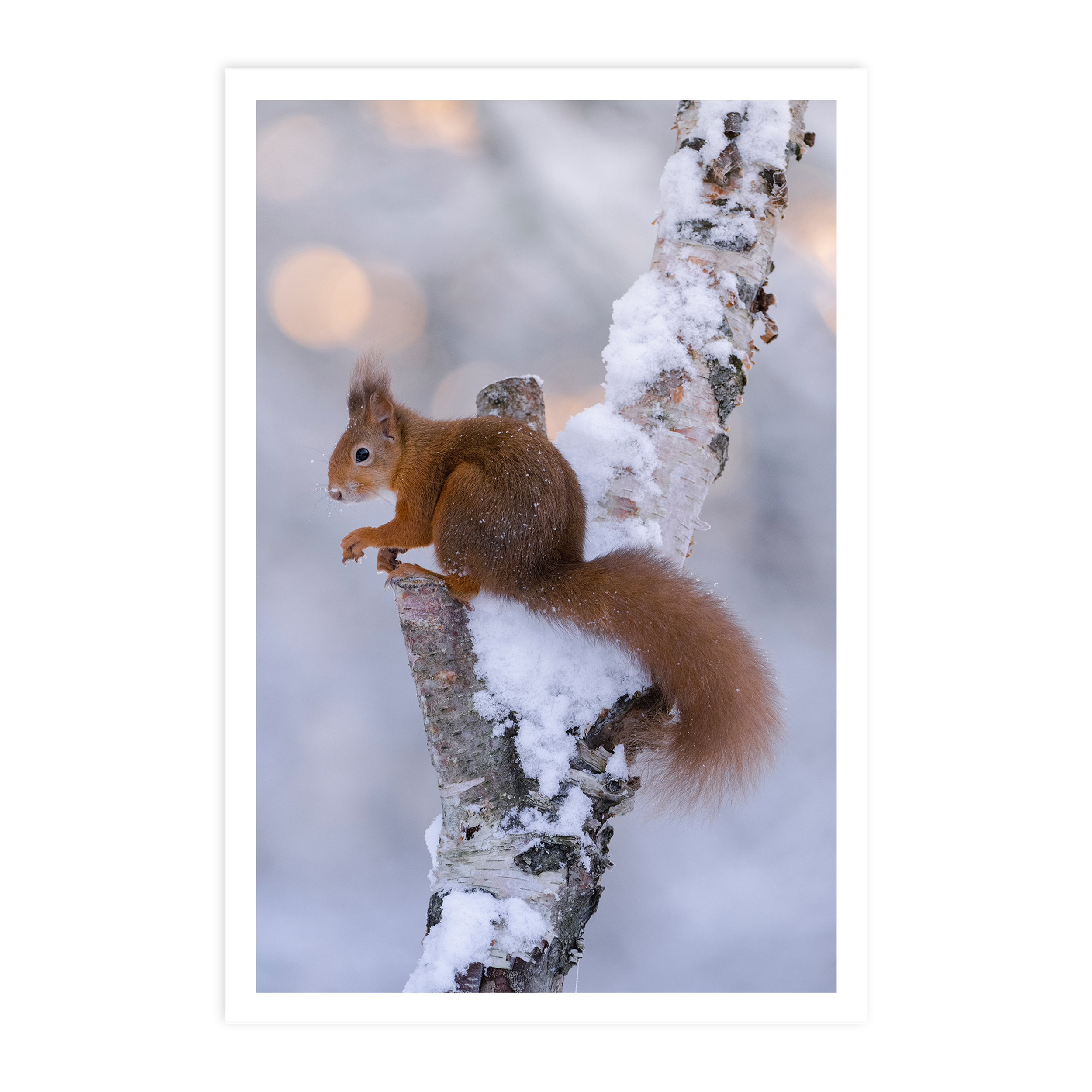 SKGC002 Red Squirrel Snow 4x6 Card FRONT.png