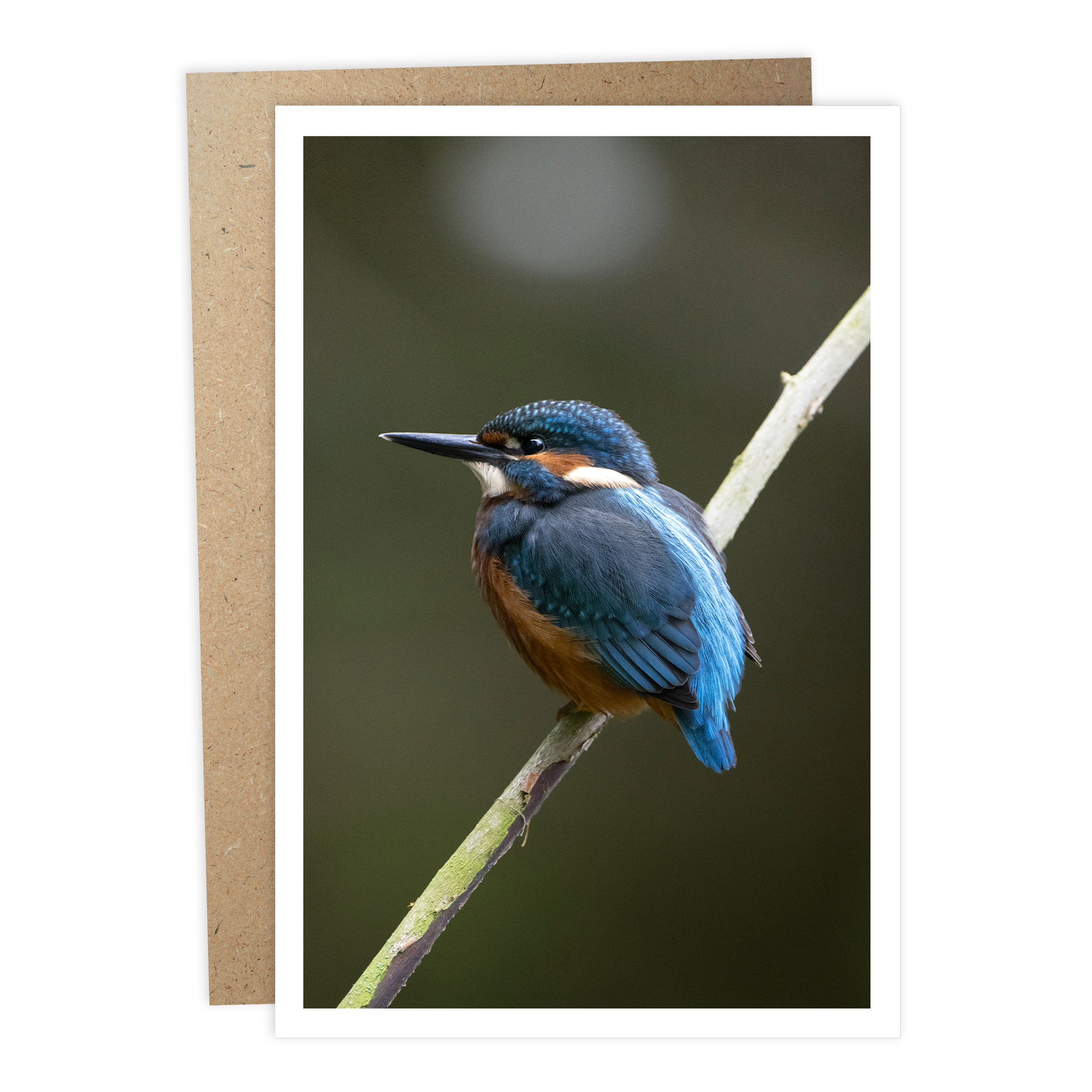 SKGC0015 Kingfisher Fife 2.png