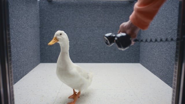 Palace x Vans | Duck Up