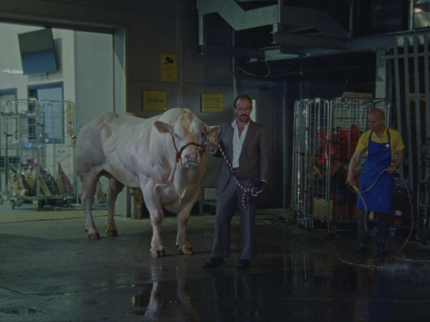 Idles | Gift Horse