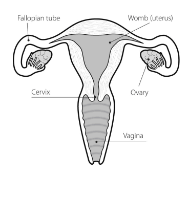 ovary.png
