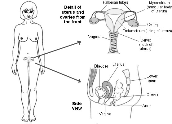 Ovarian Cyst Womens Health Group