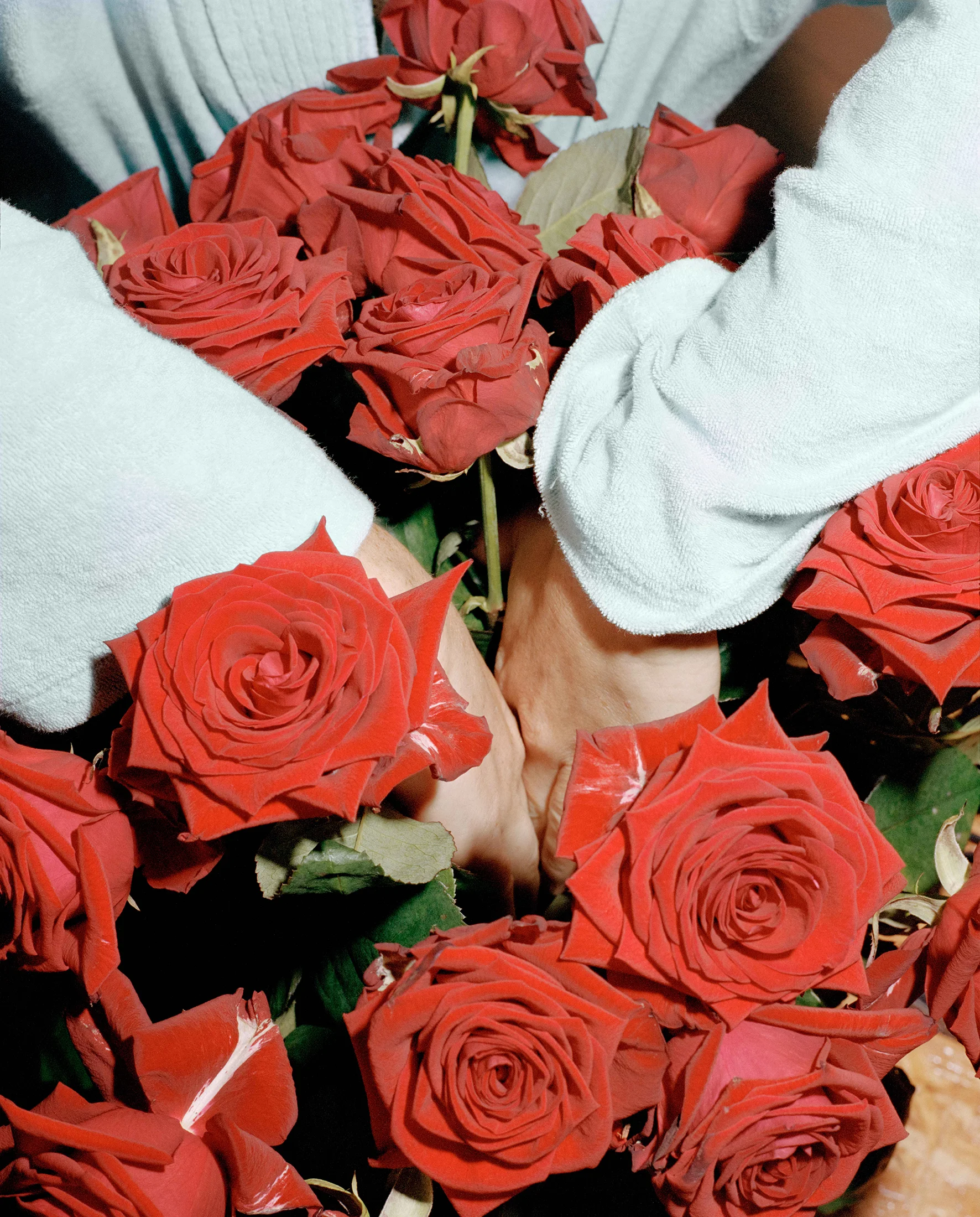 Hands_and_Roses_2017.jpg