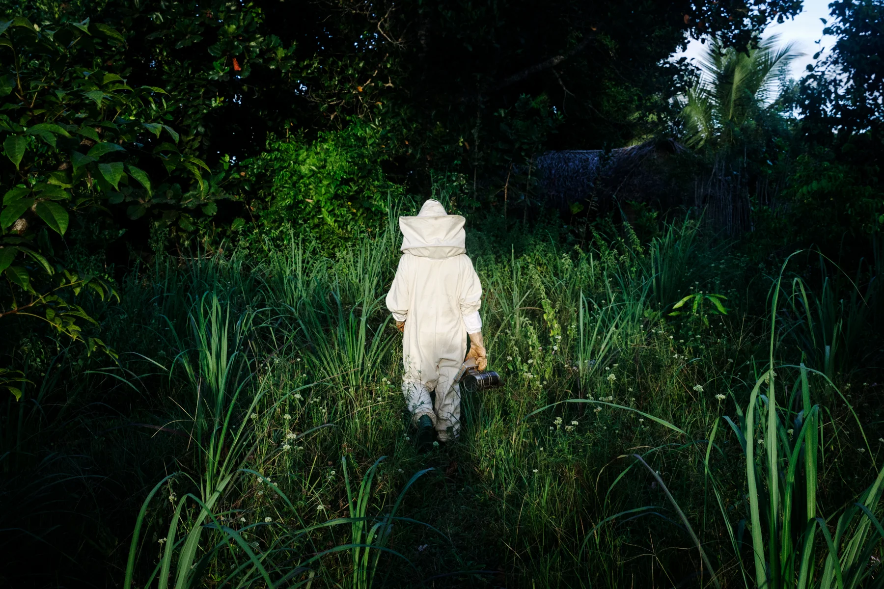 Uit de serie ‘Jungle Bees’ © Jurre Rompa