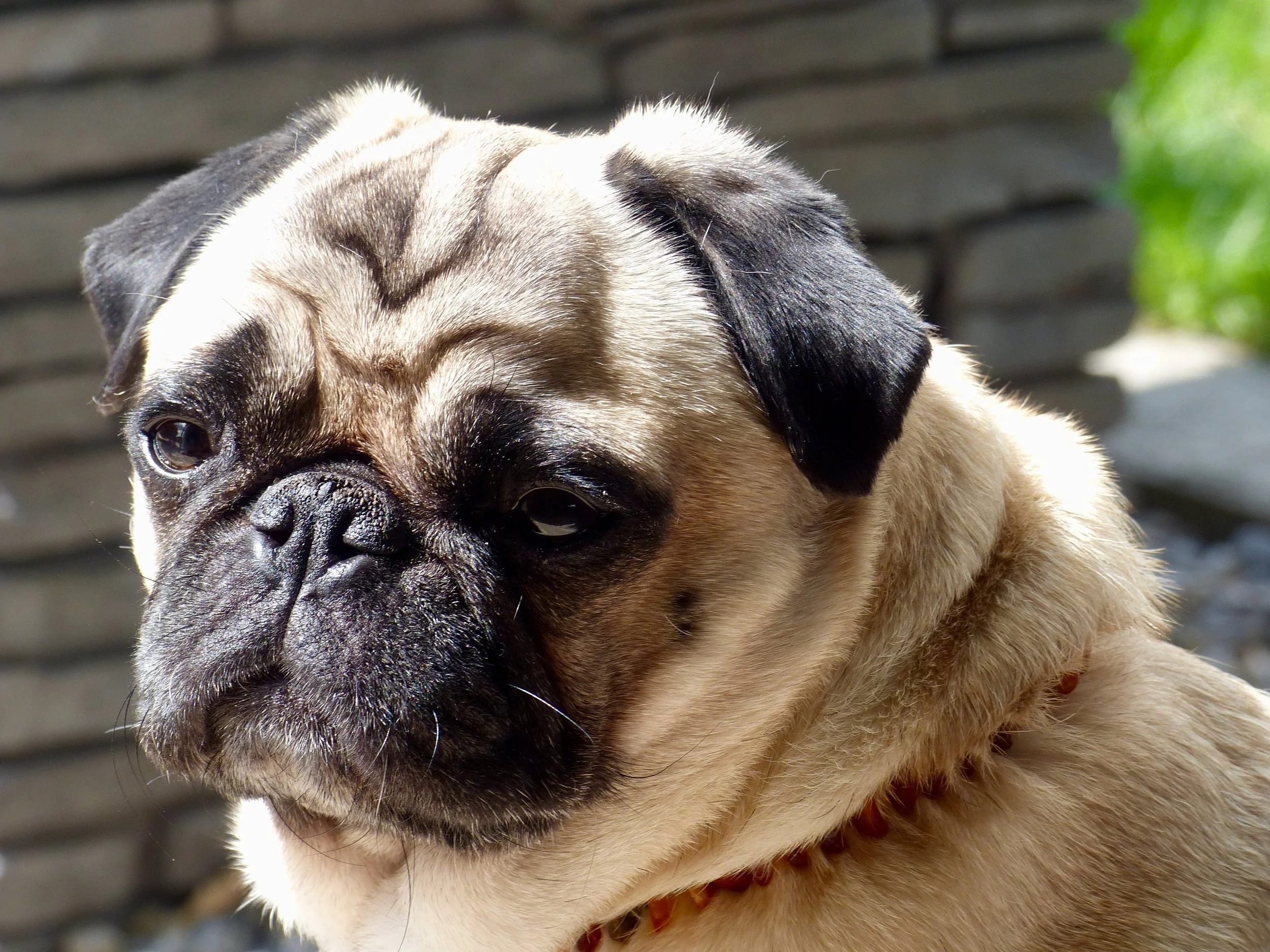 pug-2505763.jpg