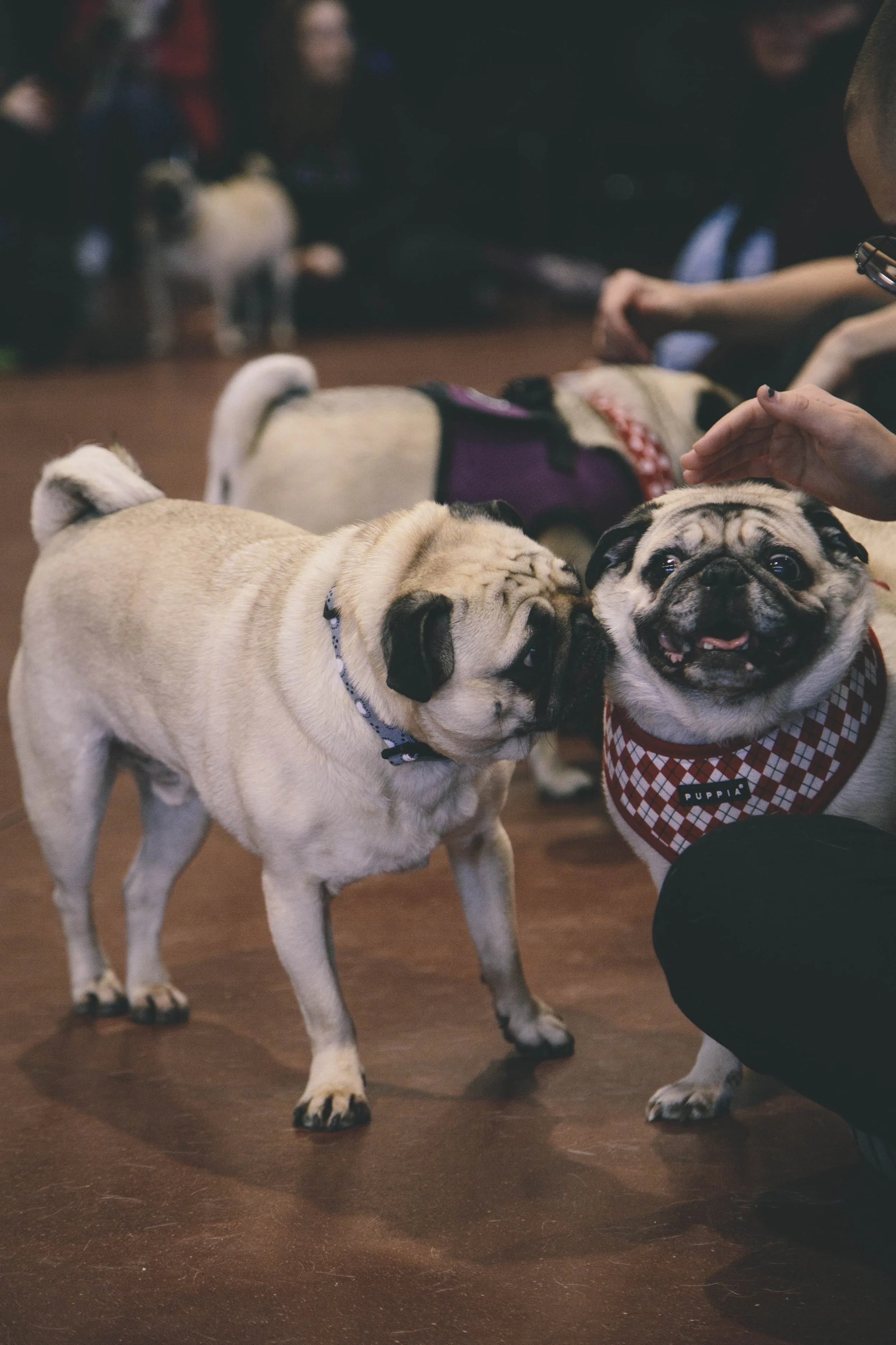 Adoptable Pugs — Kentuckiana Pug Rescue