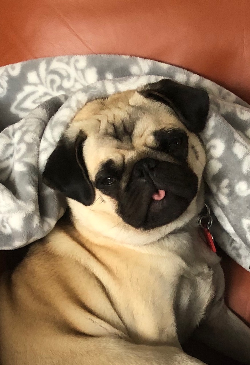 Murphy.jpeg