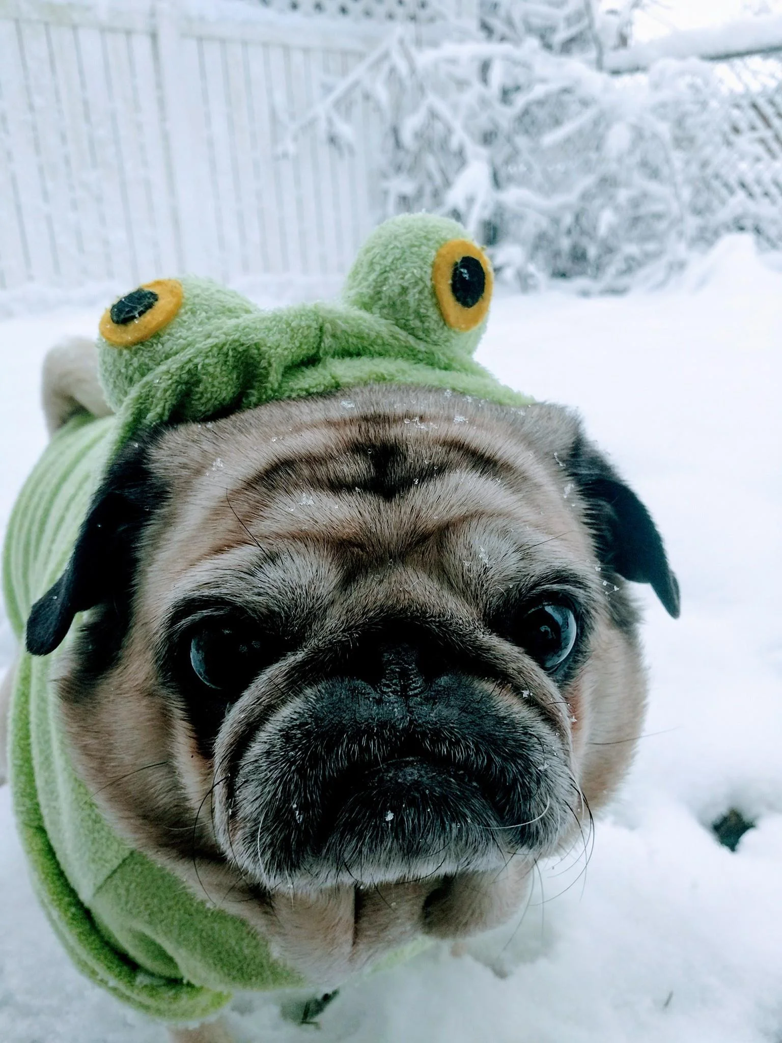 Chuk Snowball.jpg