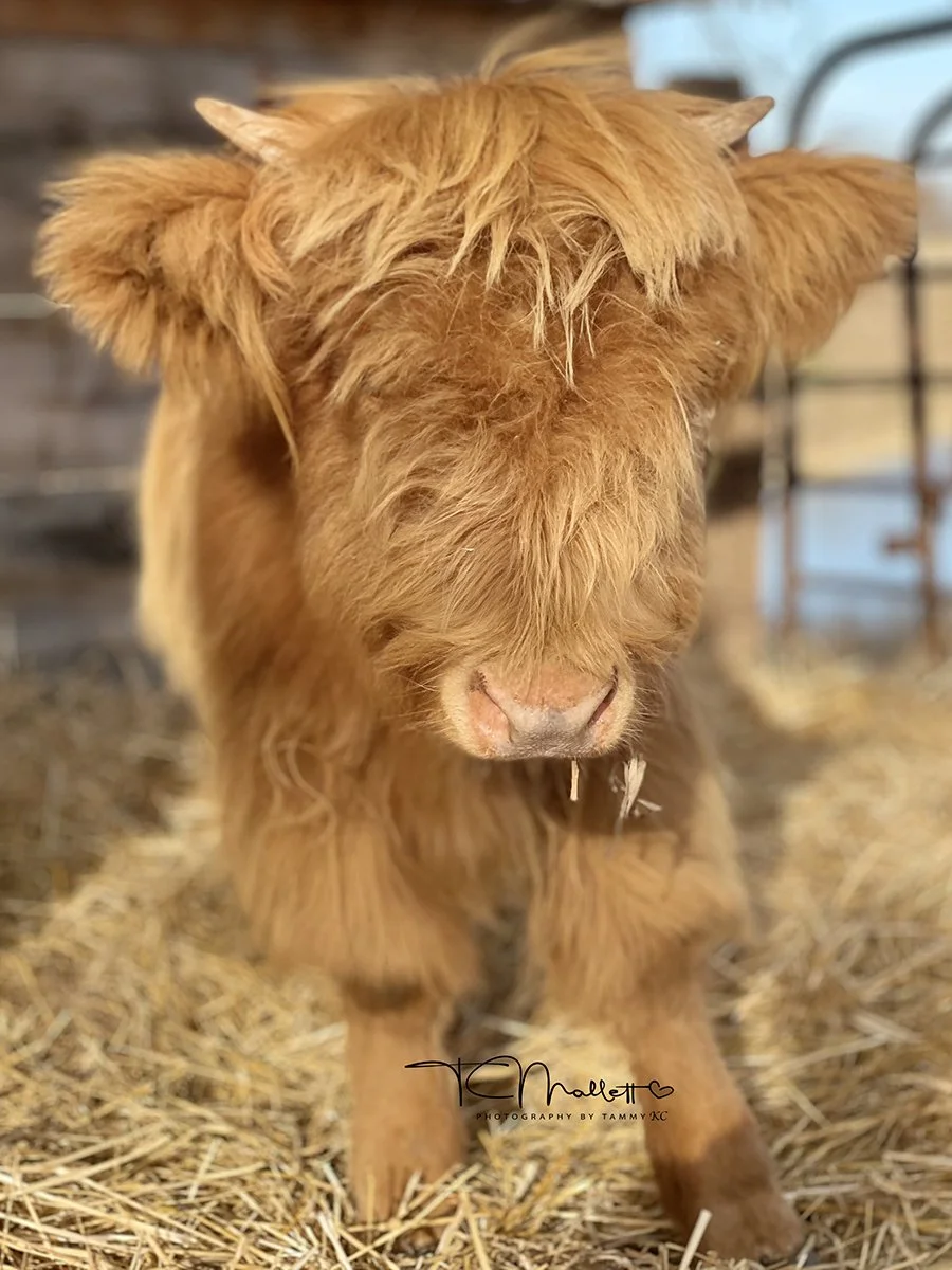 Fabio, the PBTKC Highland Cow Model, is available for birthday parties and photoshoots in the KC area!