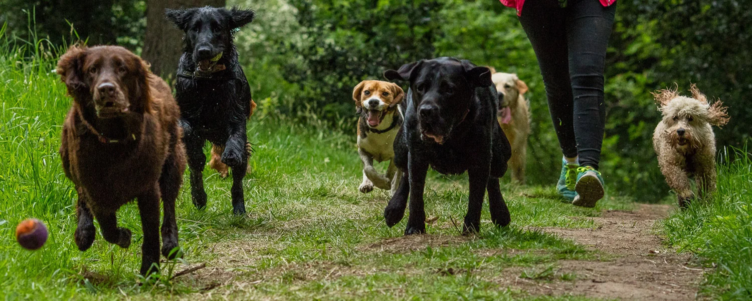dog-walking-service-edinburgh-puppy-daycare-1.jpg