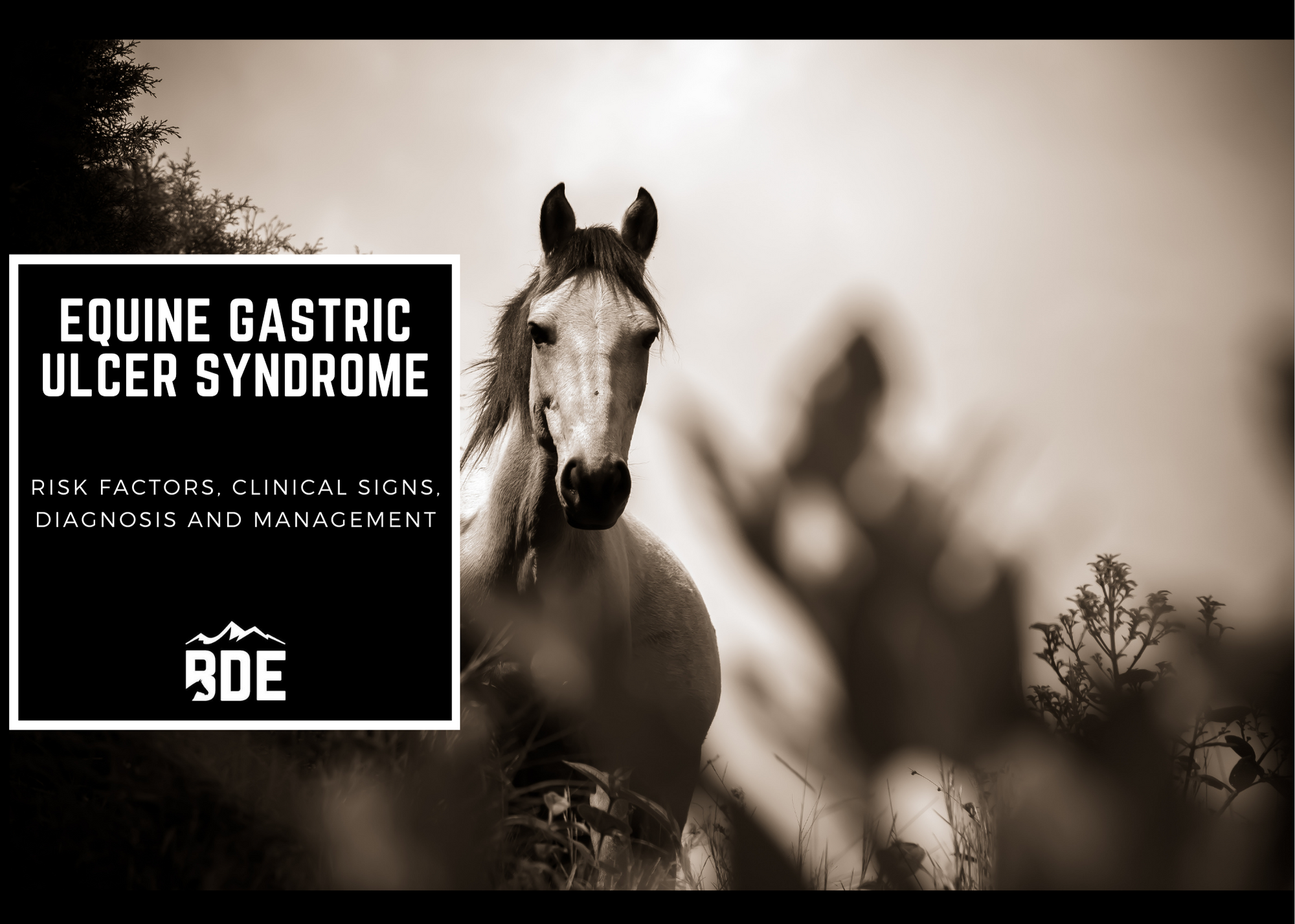 Equine Gastric Ulcer Syndrome — Black Diamond Equine Veterinary Clinic