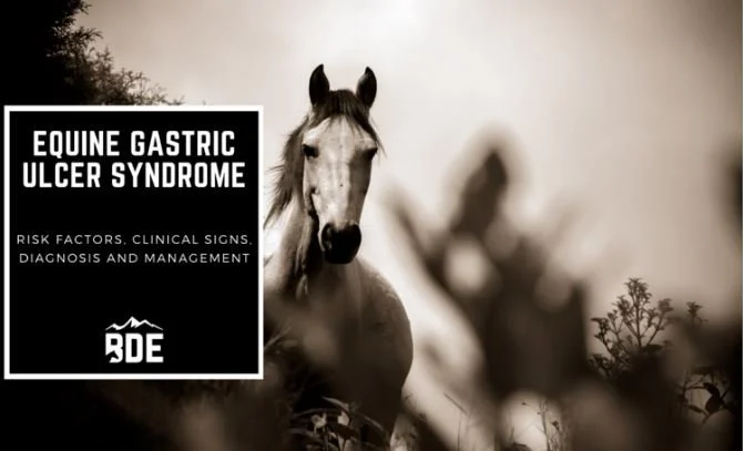 Equine Gastric Ulcer Syndrome