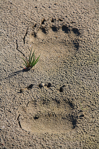 Grizzly tracks.jpg