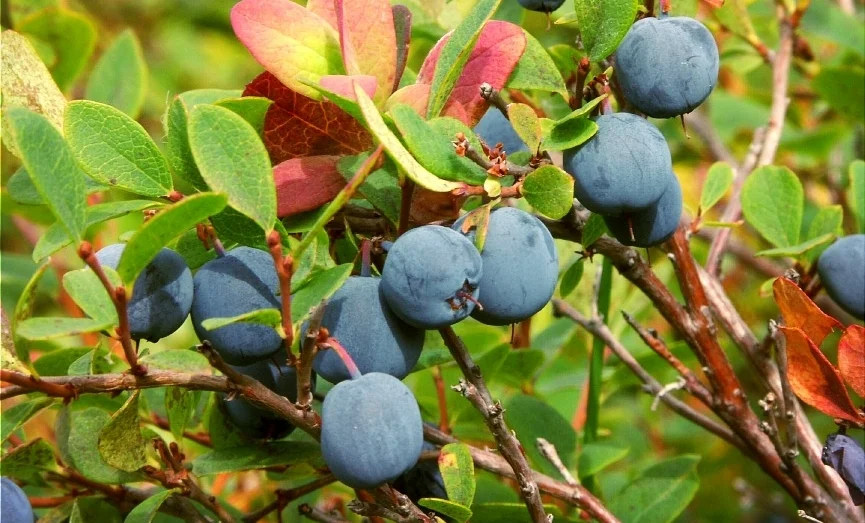 blueberries.jpg