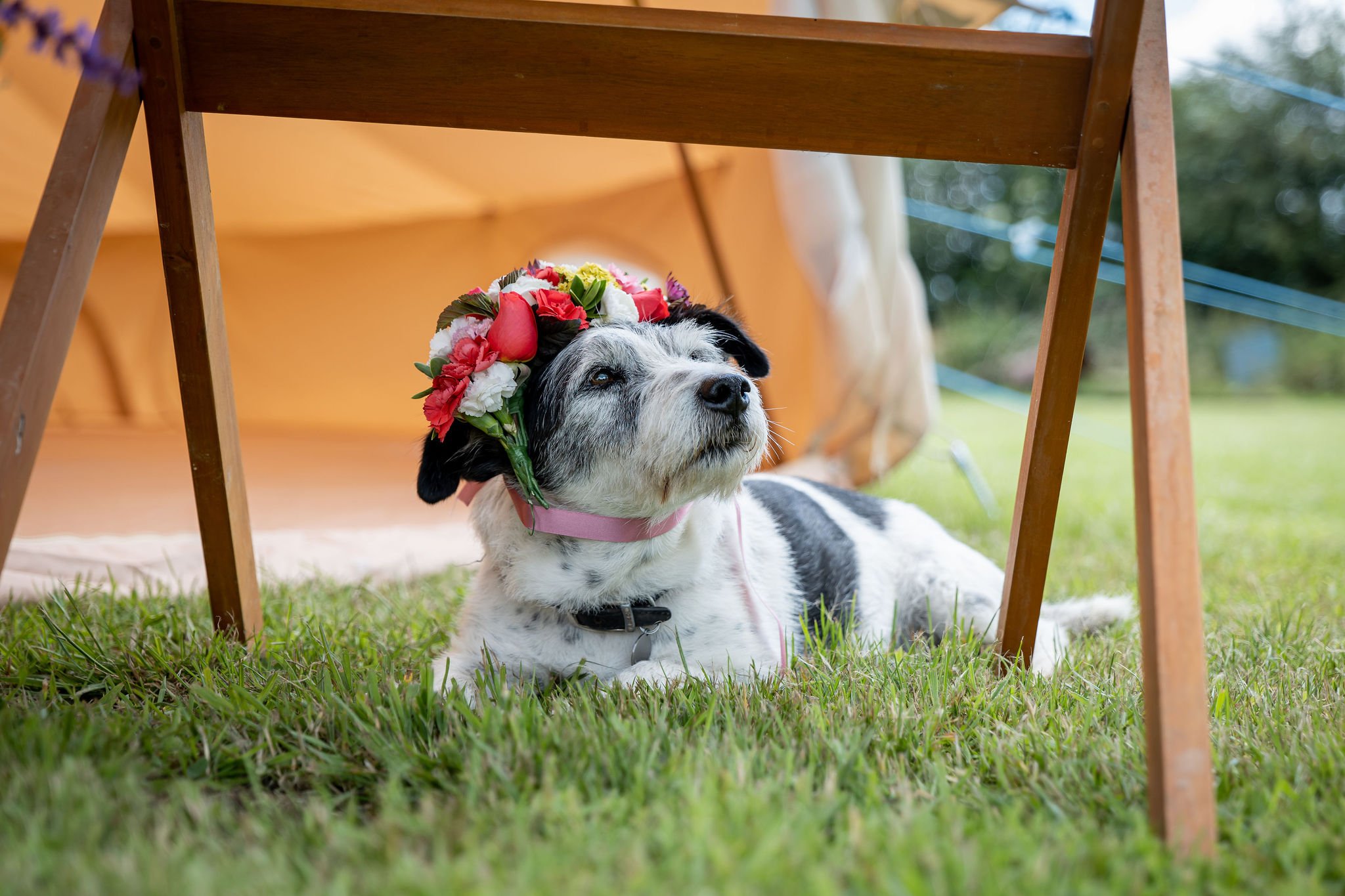 Teddy Flower Crown.jpg