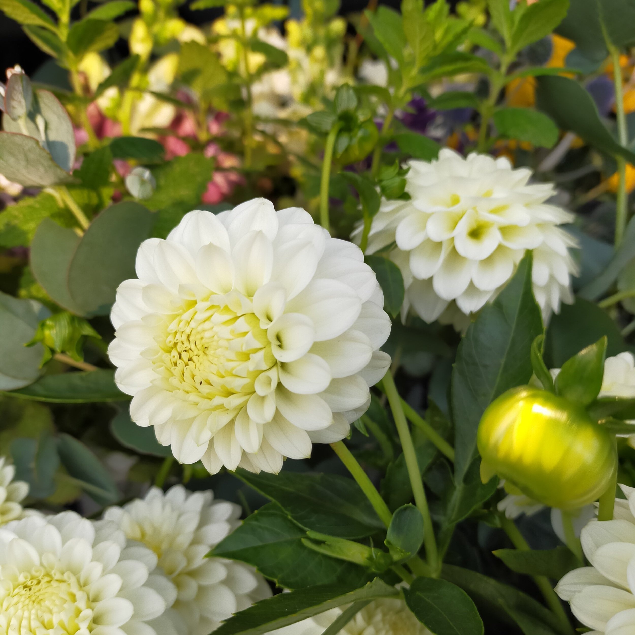 Dahlia Flower