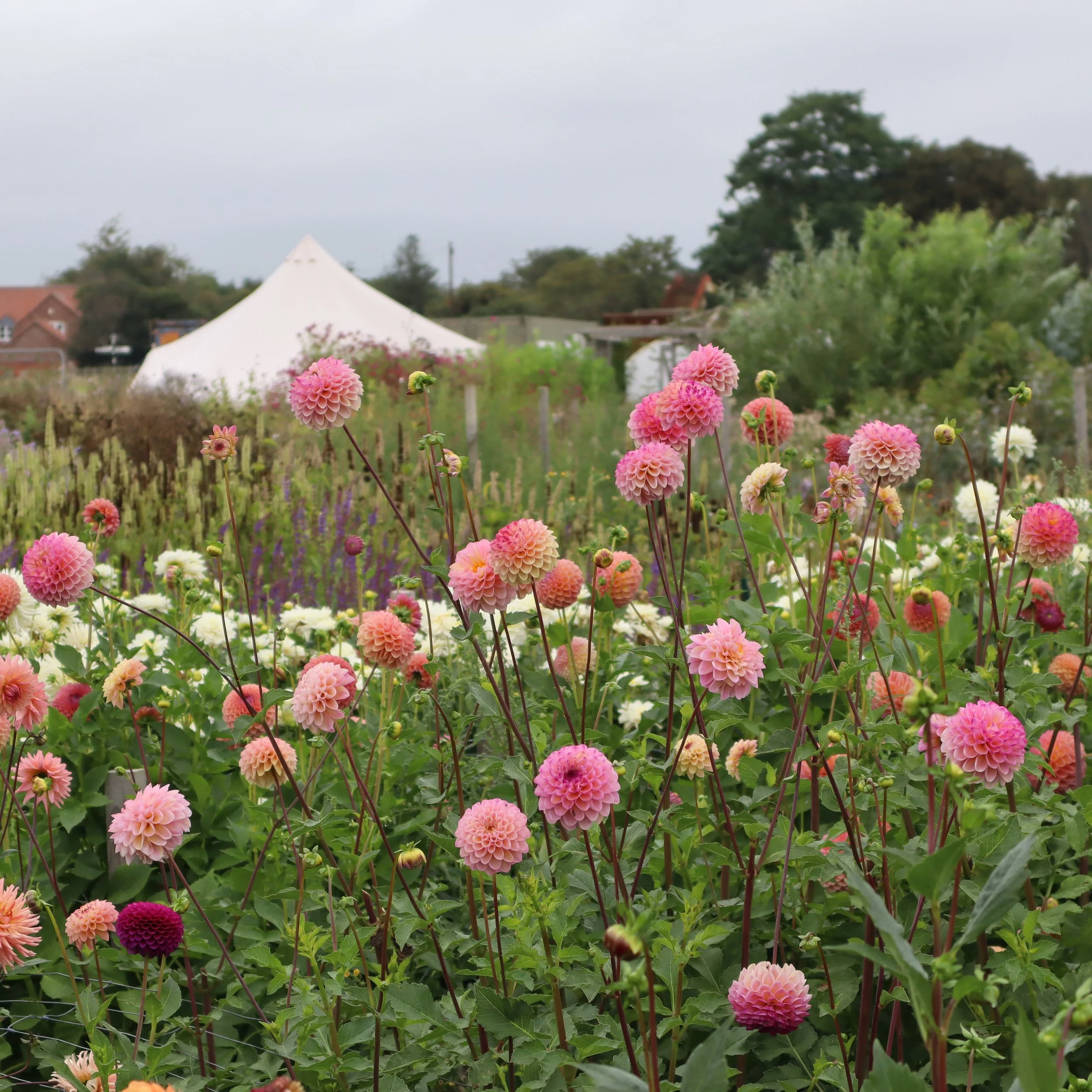Bell Tent and Dahlias.JPG